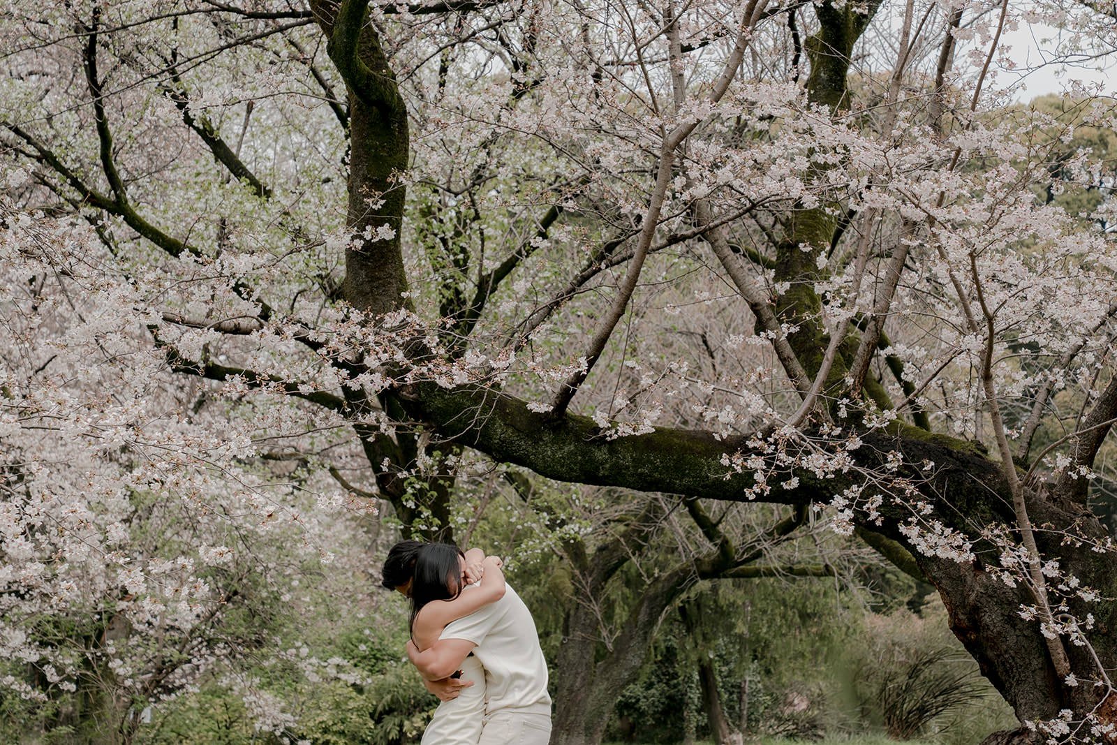 Couple walking cherry blossom garden Tokyo