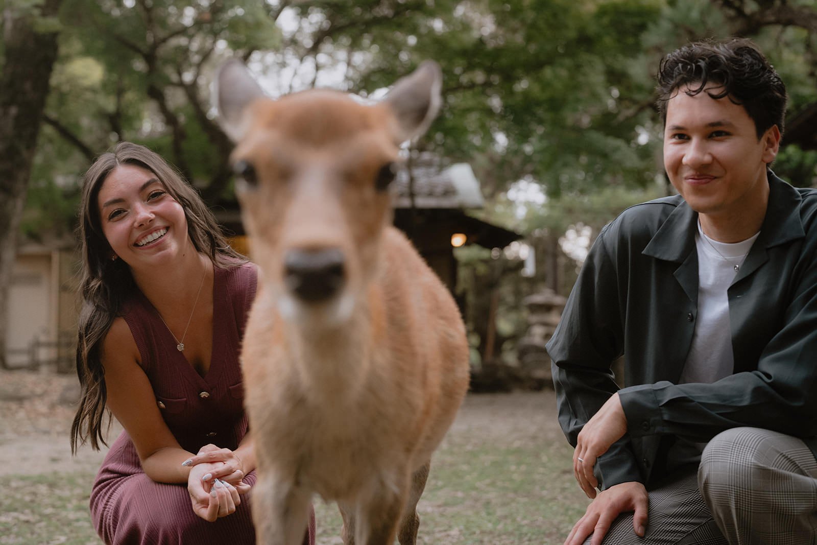 Couples photoshoot among deer in Nara Park, spring afternoon