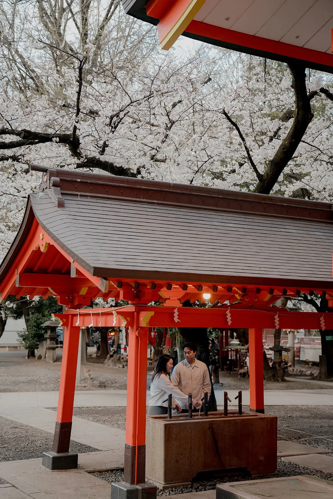 couples photoshoot shinjuku gyoen cherry blossom