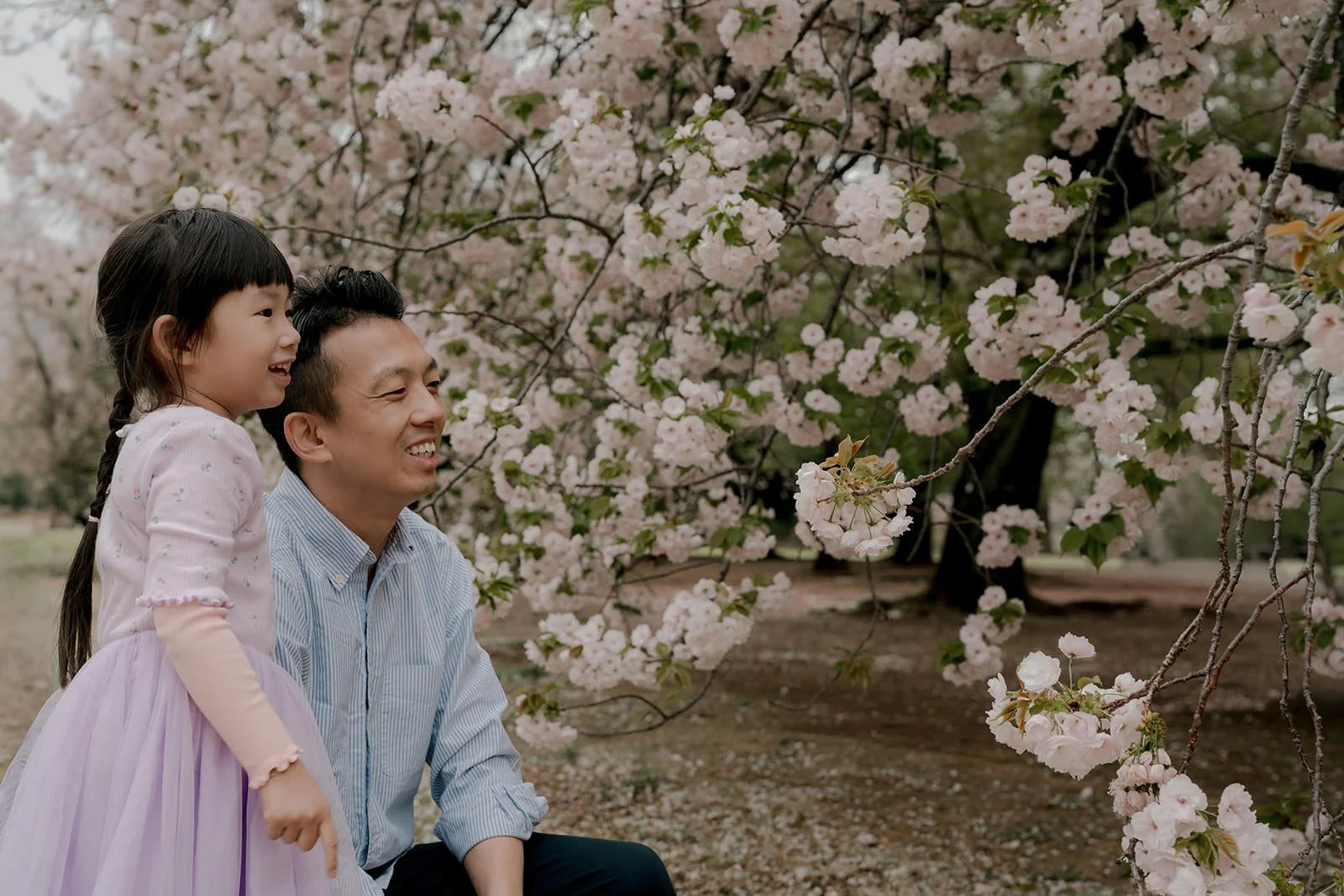 Family photoshoot under cherry blossoms at Shinjuku Gyoen, Tokyo