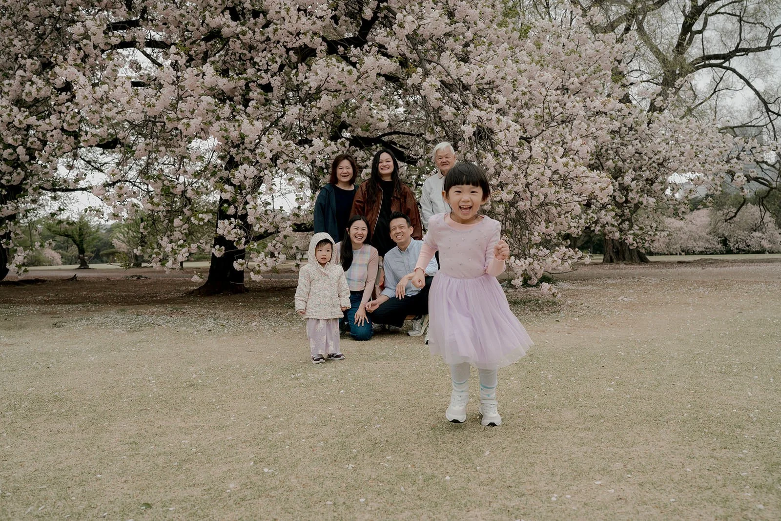 Family walking under cherry blossom trees at Shinjuku Gyoen in spring
