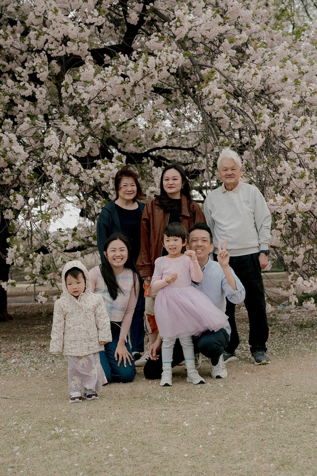 Candid family moment among cherry blossom trees, Shinjuku Gyoen