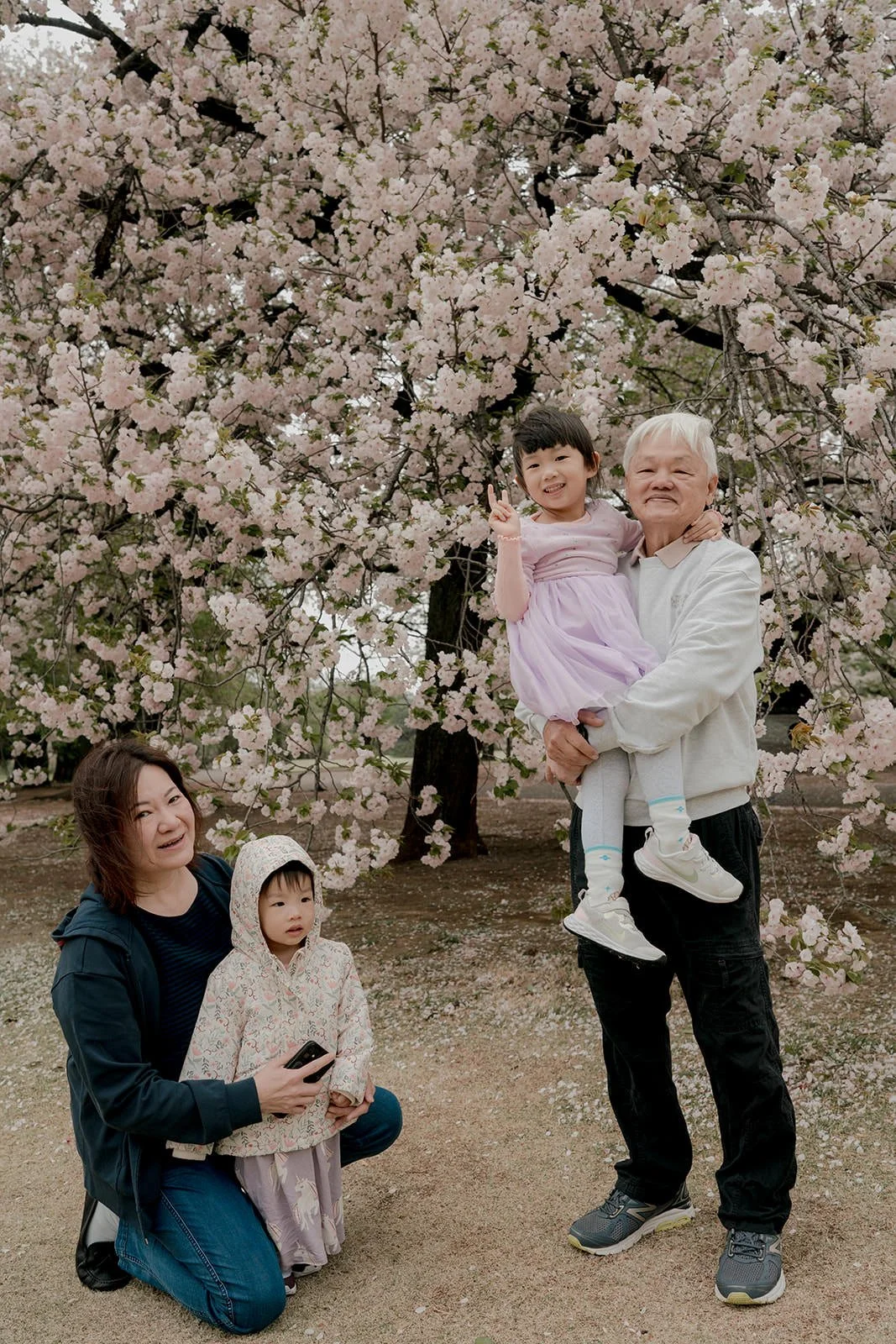 Family portrait with cherry blossoms in bloom, Tokyo spring