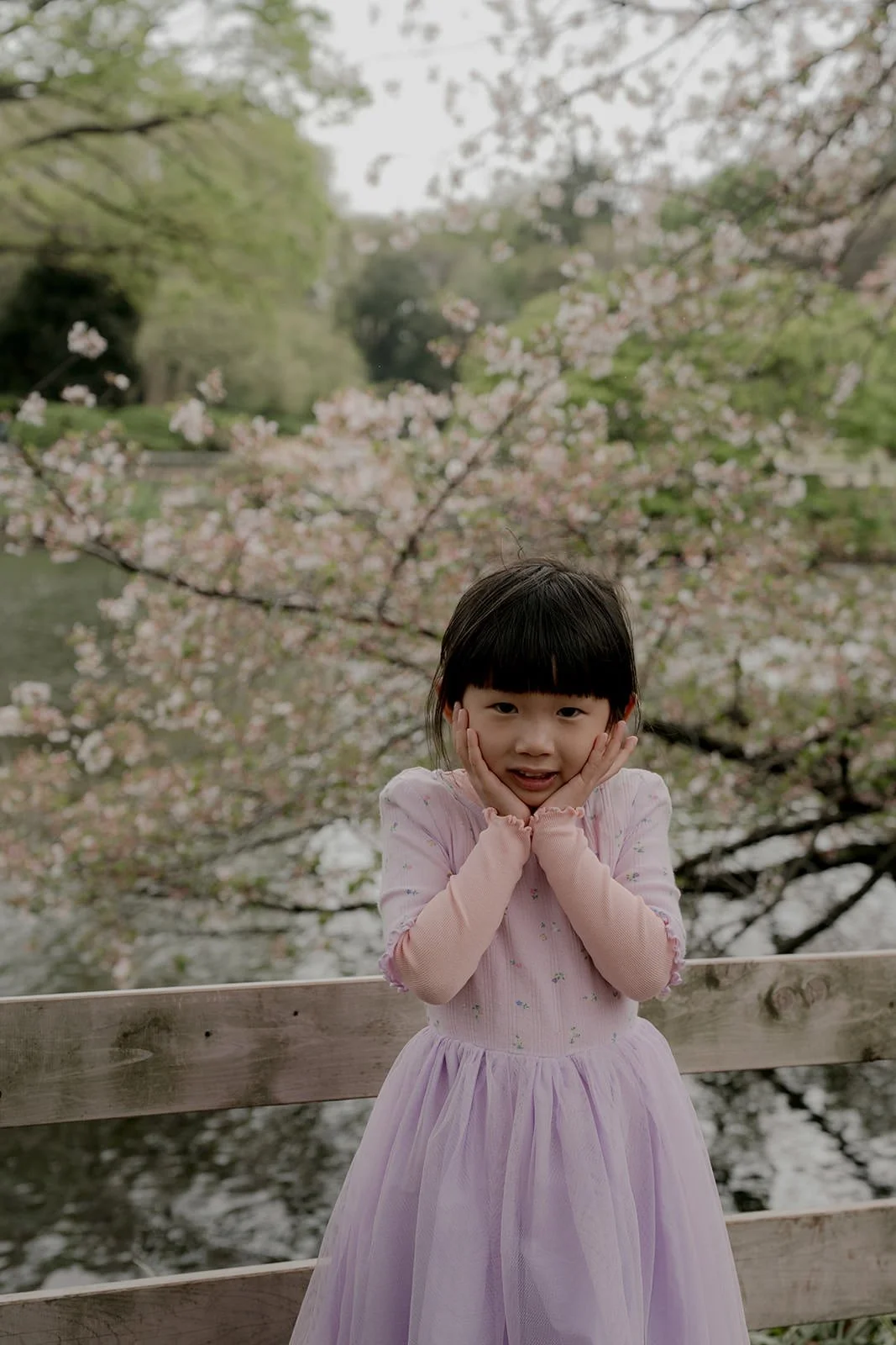 Wide shot of family among rows of cherry blossoms in Tokyo