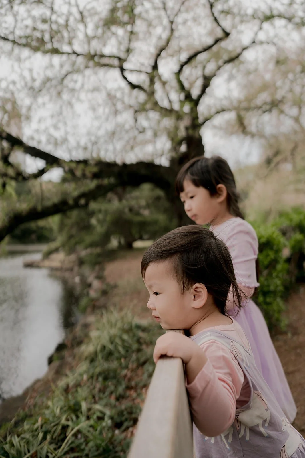 Child looking up at cherry blossoms, family photoshoot Tokyo spring