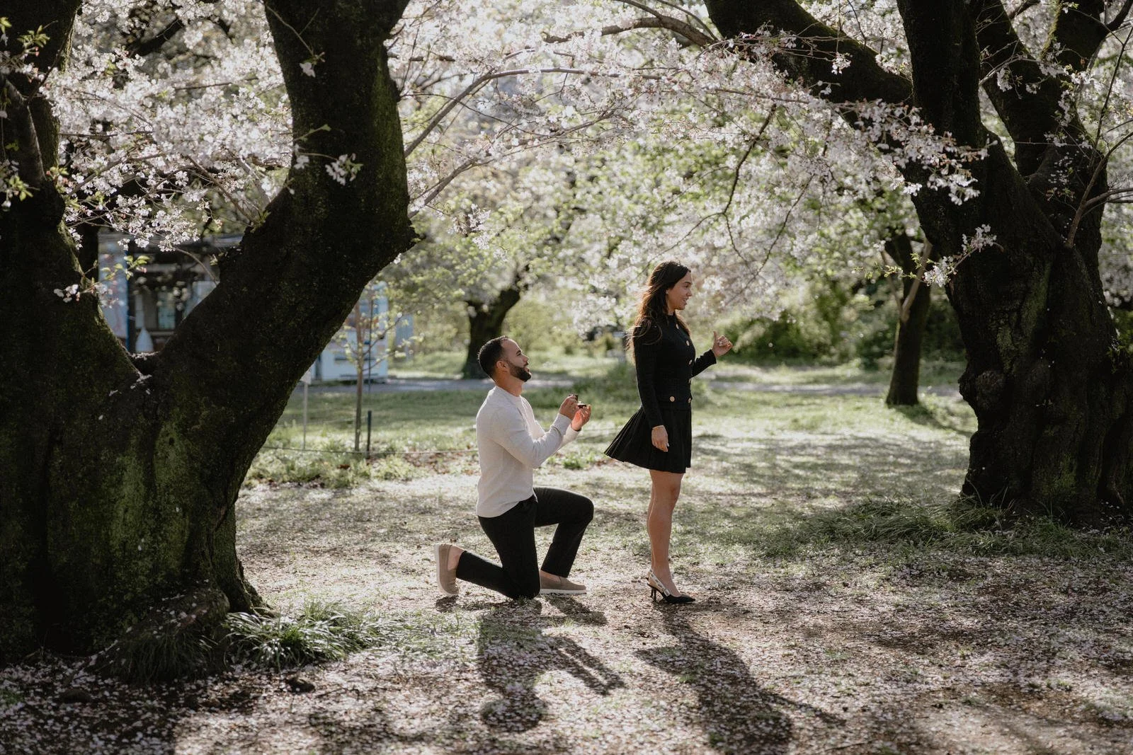 Cherry blossom proposal photoshoot Tokyo sunset, photo 2