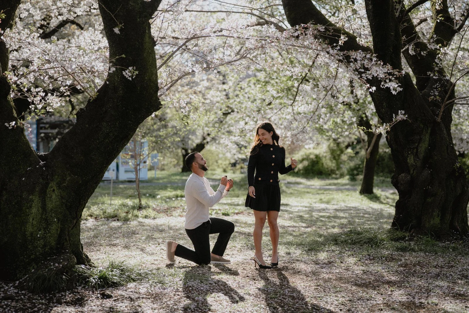 Cherry blossom proposal photoshoot Tokyo sunset, photo 4