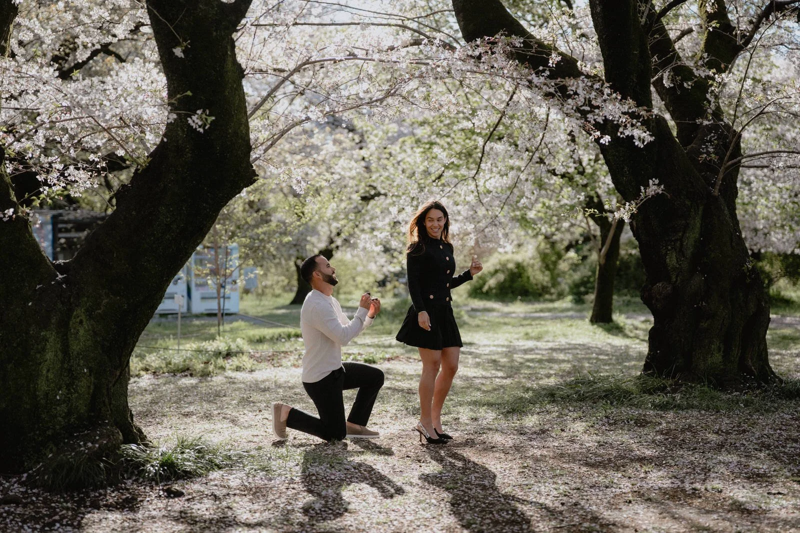 Cherry blossom proposal photoshoot Tokyo sunset, photo 3