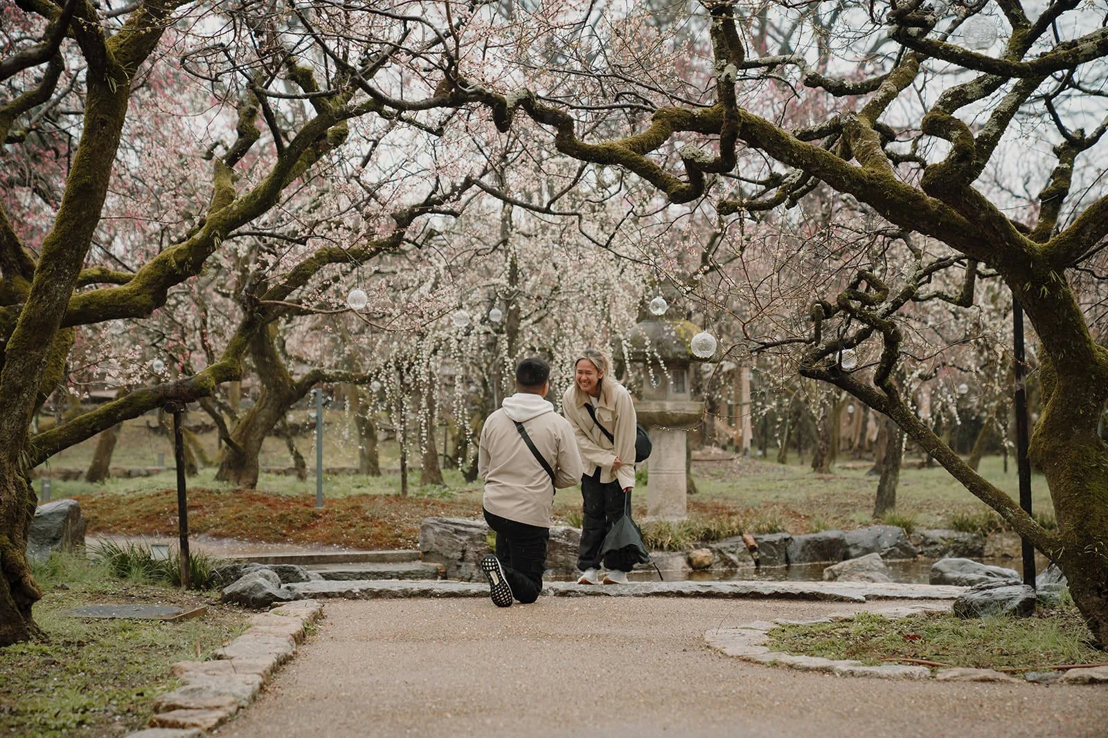 Plum blossom proposal Kyoto rain