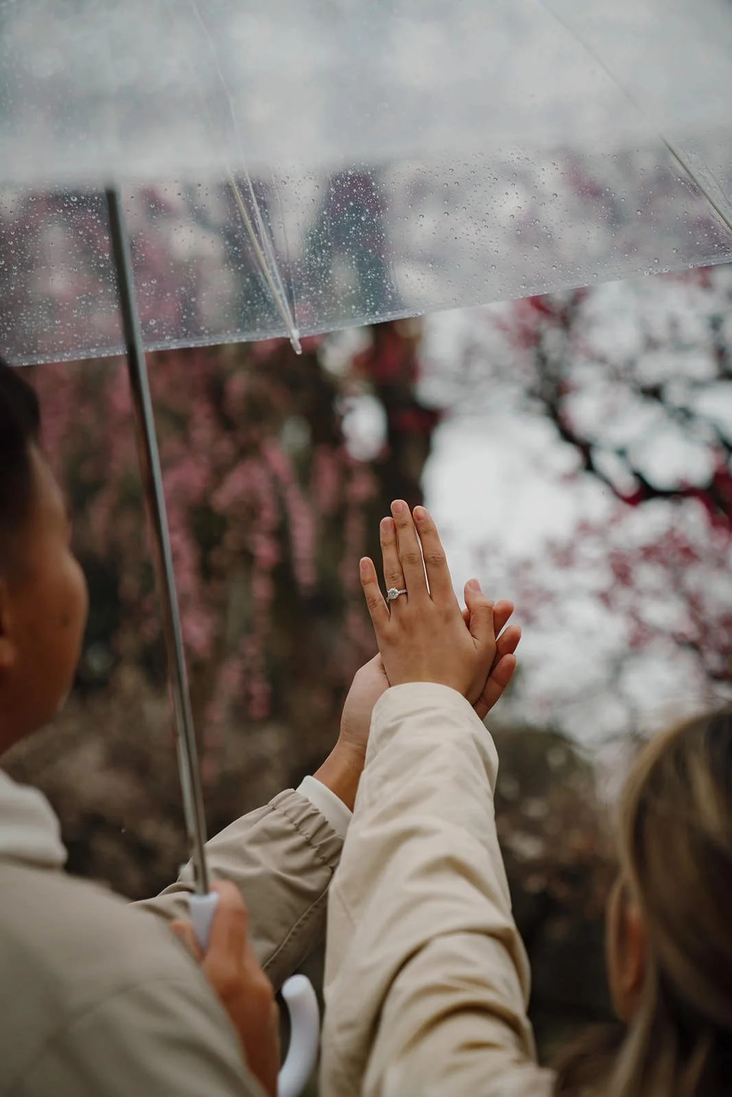 Couple portrait under umbrella, plum blossoms Kitano Tenmangu Kyoto