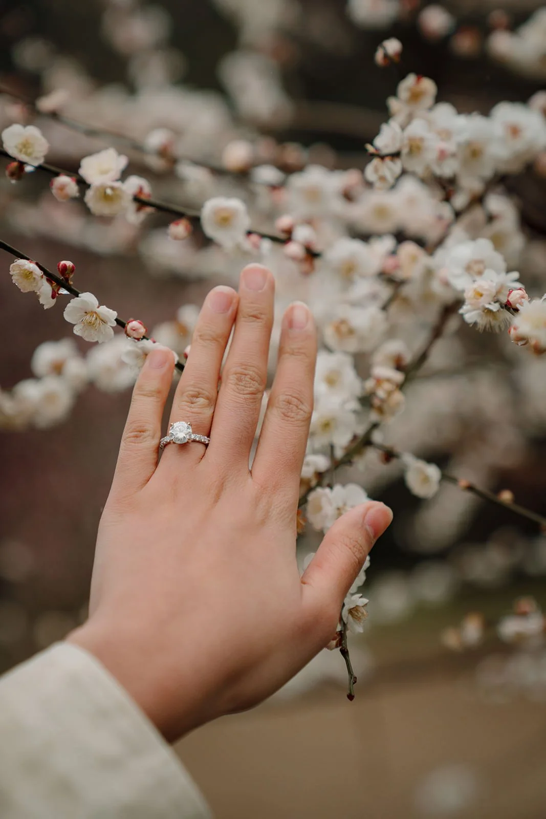 Proposal portrait plum blossoms rain Kyoto