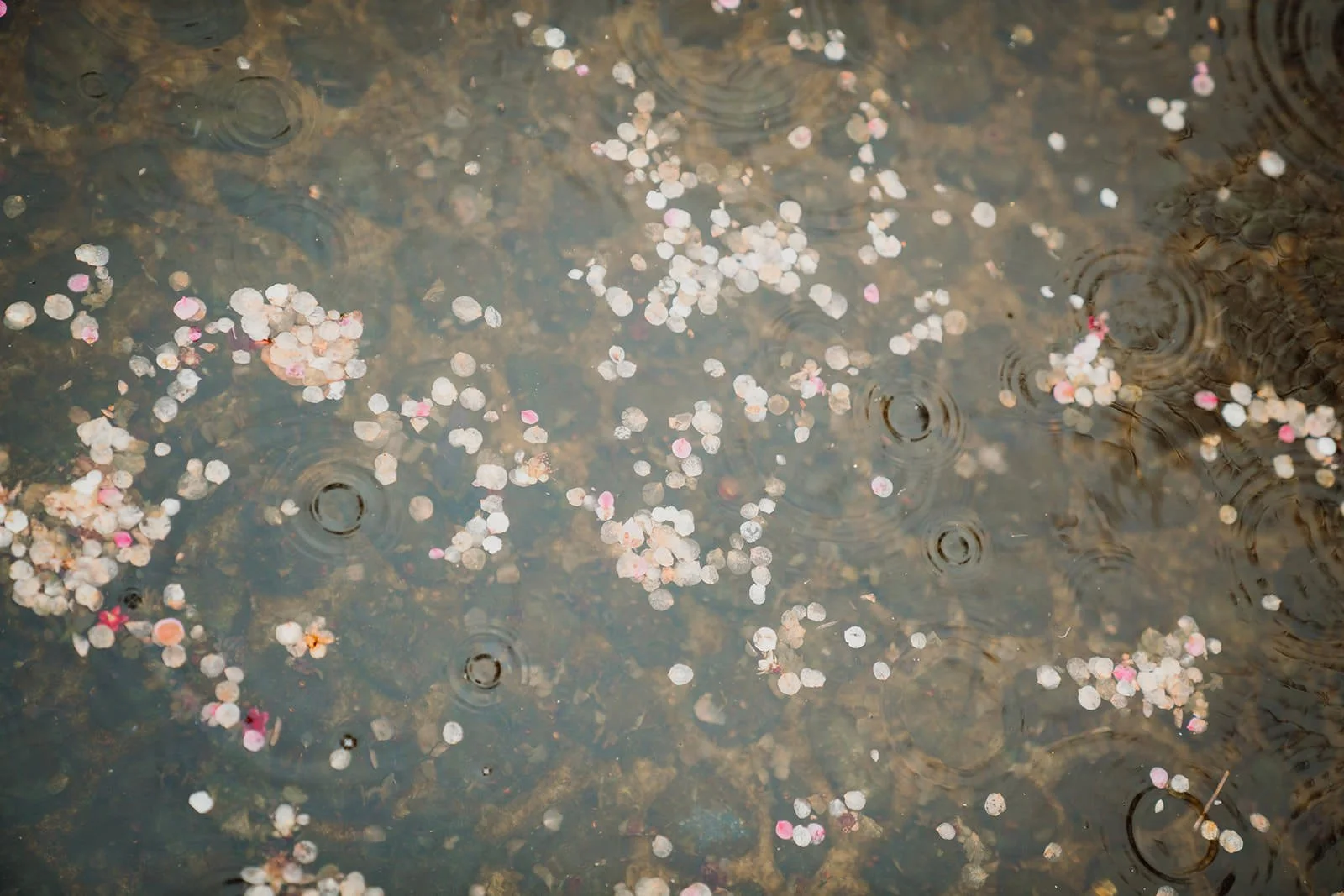 Proposal photoshoot at Kitano Tenmangu in plum blossoms and rain, Kyoto