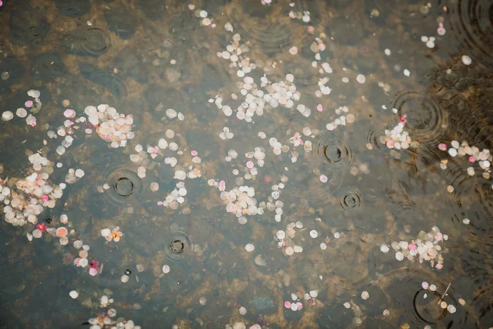Portrait session in the rain, plum blossoms Kitano Tenmangu