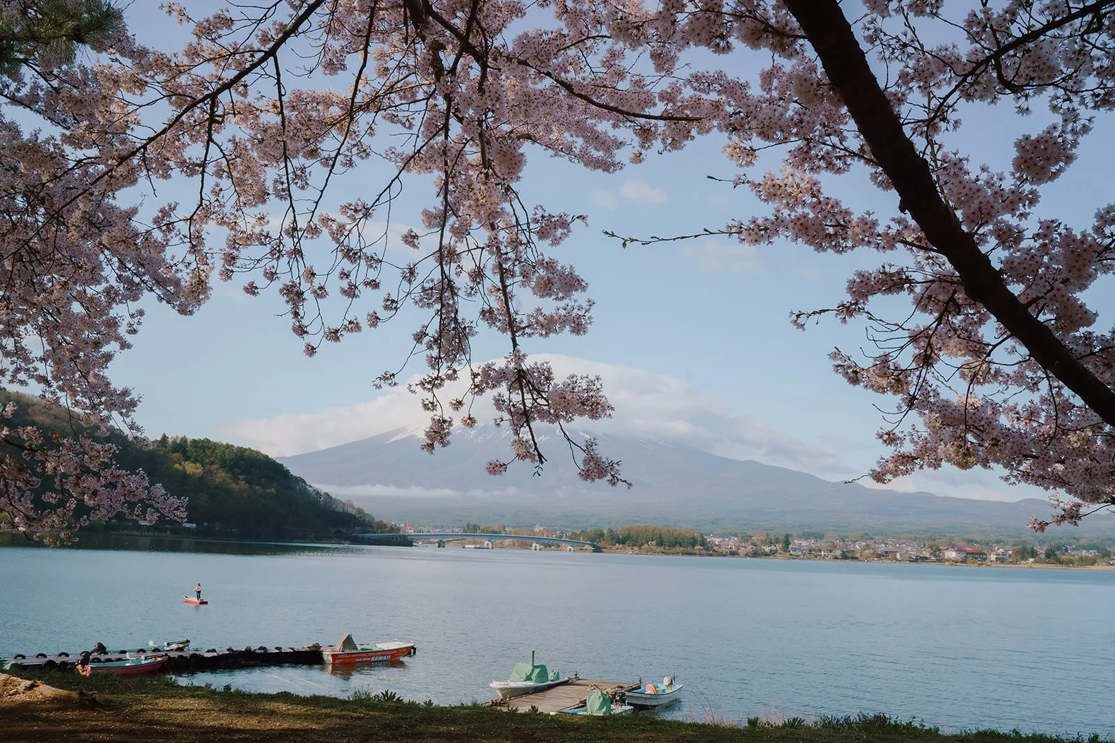 Proposal Cherry Blossoms Fuji Kawaguchiko 1 — Lake Kawaguchiko / Lake Yamanaka, spring afternoon