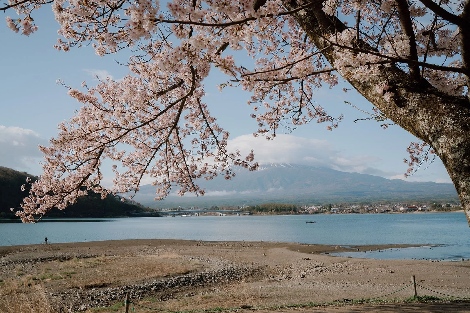 Proposal Cherry Blossoms Fuji Kawaguchiko 2 — Lake Kawaguchiko / Lake Yamanaka, spring afternoon