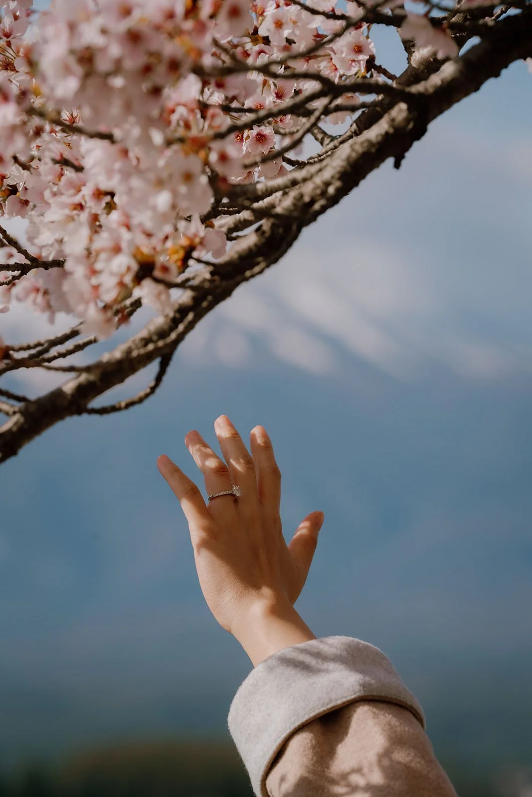 Proposal Cherry Blossoms Fuji Kawaguchiko 10 — Lake Kawaguchiko / Lake Yamanaka, spring afternoon