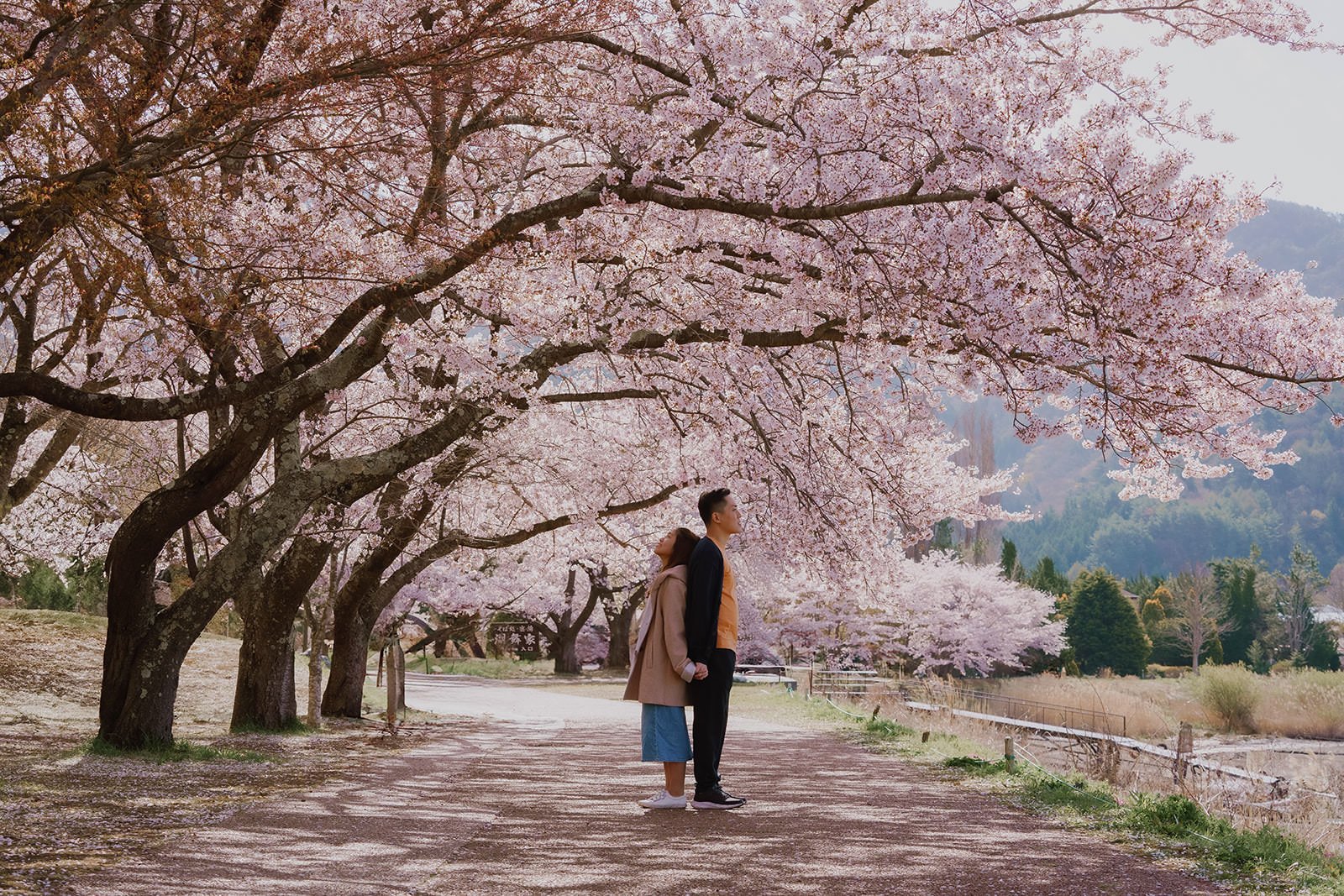 Proposal Cherry Blossoms Fuji Kawaguchiko 23 — Lake Kawaguchiko / Lake Yamanaka, spring afternoon