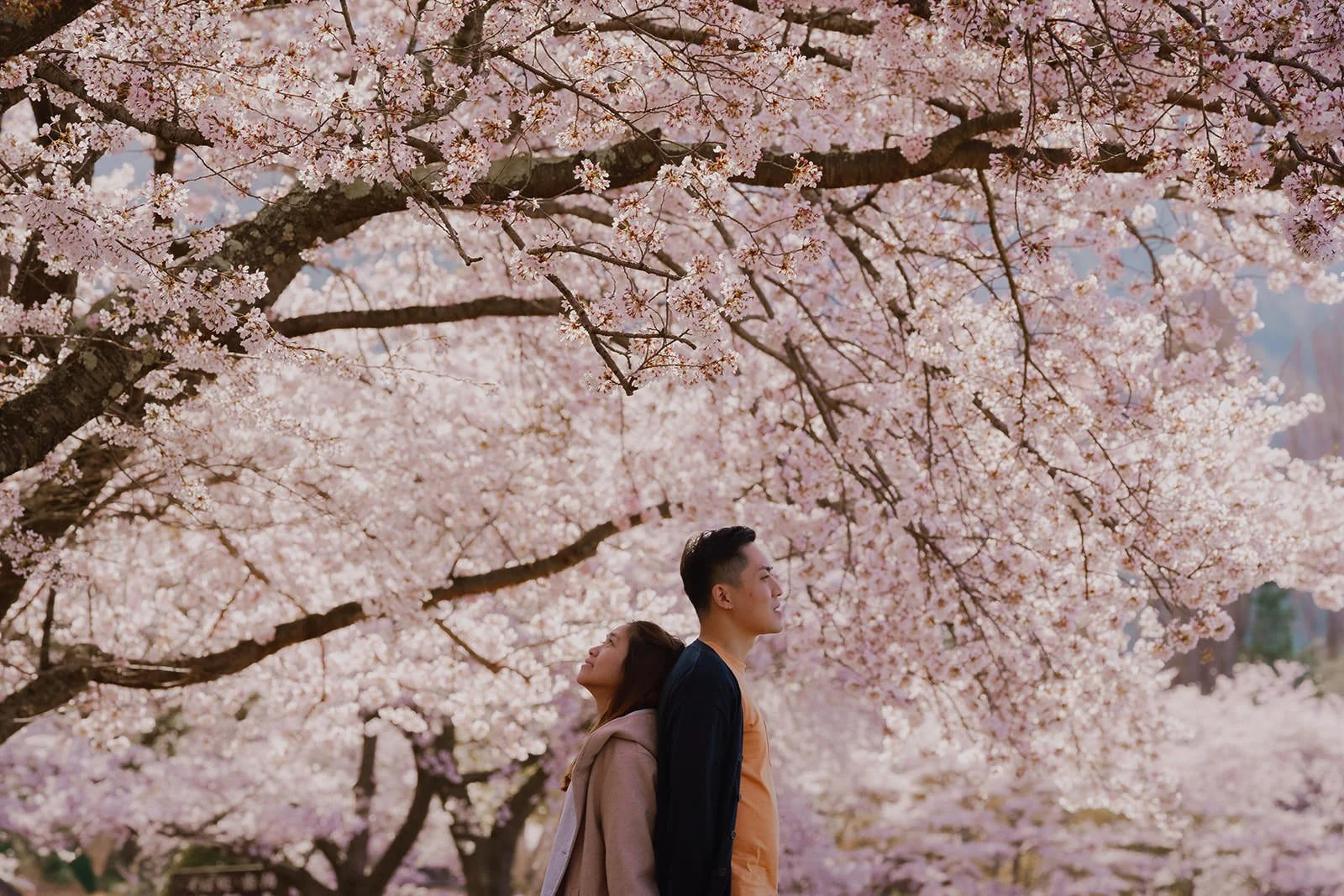 Proposal Cherry Blossoms Fuji Kawaguchiko 24 — Lake Kawaguchiko / Lake Yamanaka, spring afternoon