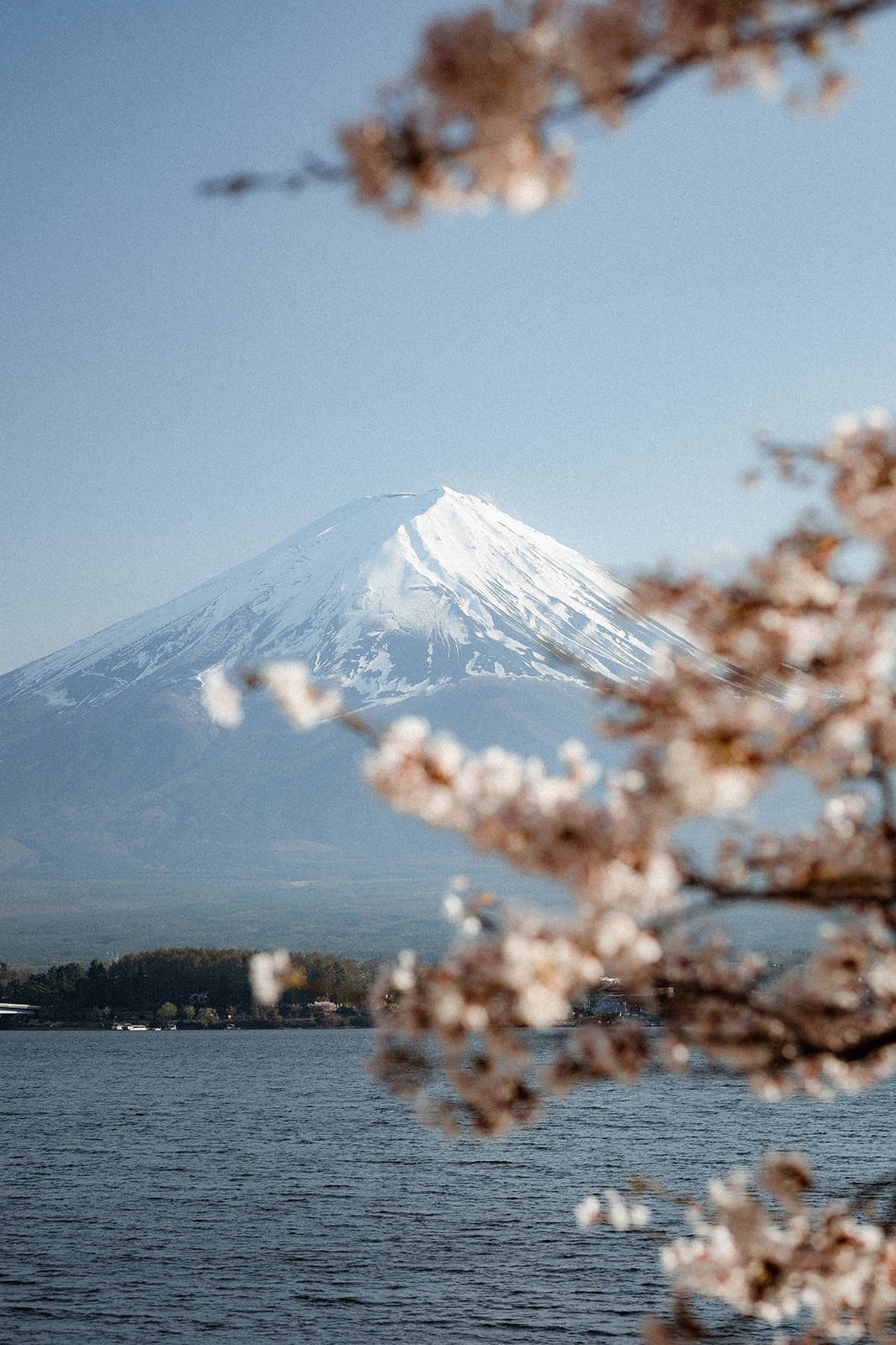 Proposal Fuji Kawaguchiko Sunset Cherry Blossoms 6 — Lake Kawaguchiko / Lake Yamanaka, spring afternoon