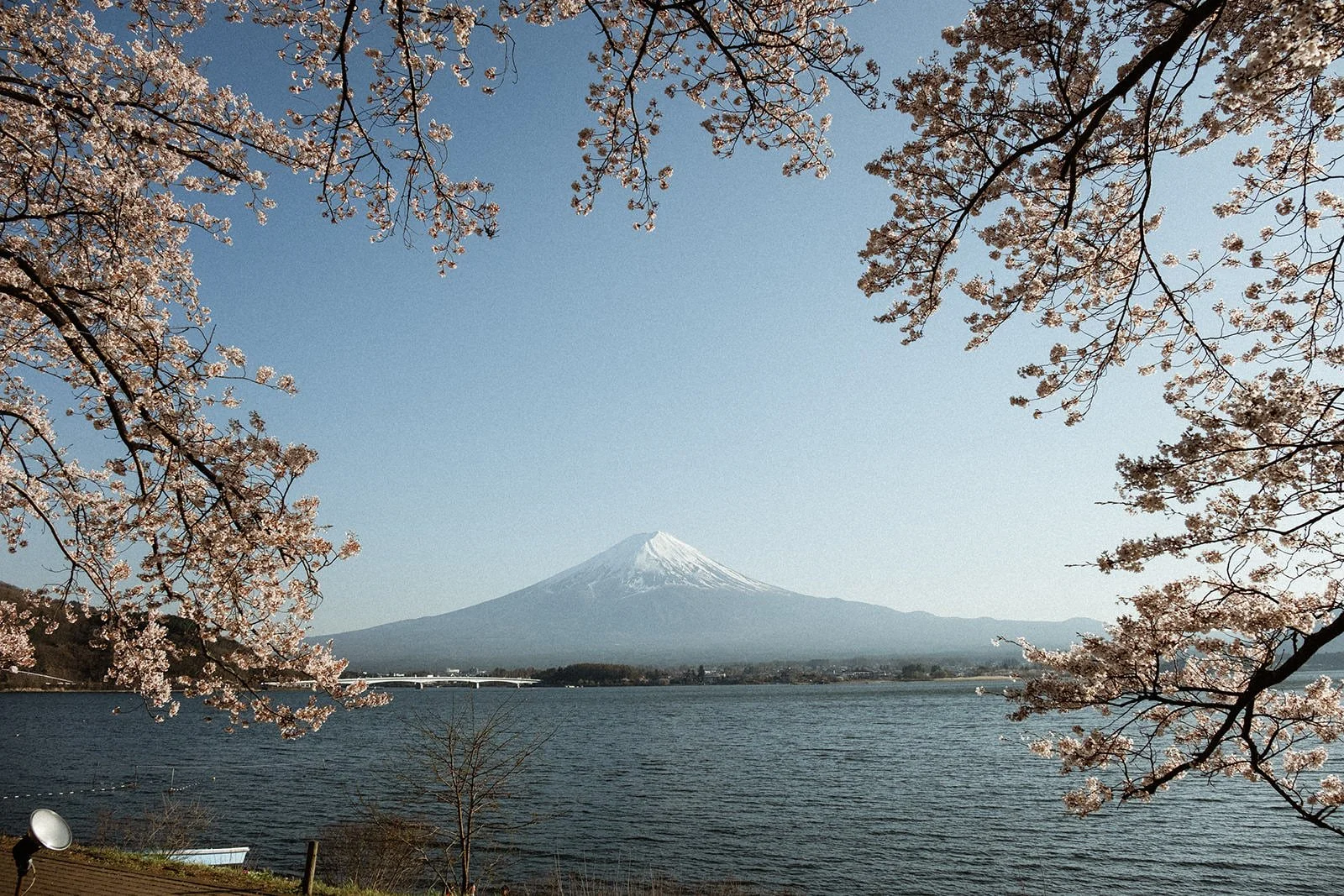 Proposal Fuji Kawaguchiko Sunset Cherry Blossoms 7 — Lake Kawaguchiko / Lake Yamanaka, spring afternoon