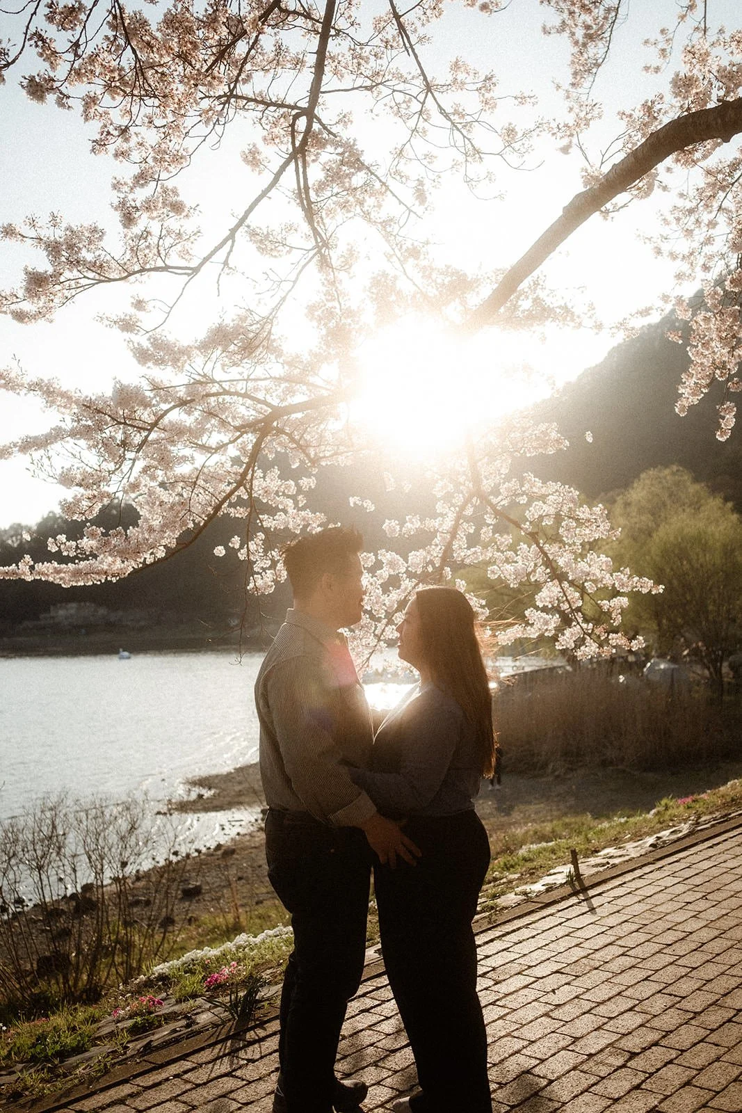 Proposal Fuji Kawaguchiko Sunset Cherry Blossoms 11 — Lake Kawaguchiko / Lake Yamanaka, spring afternoon