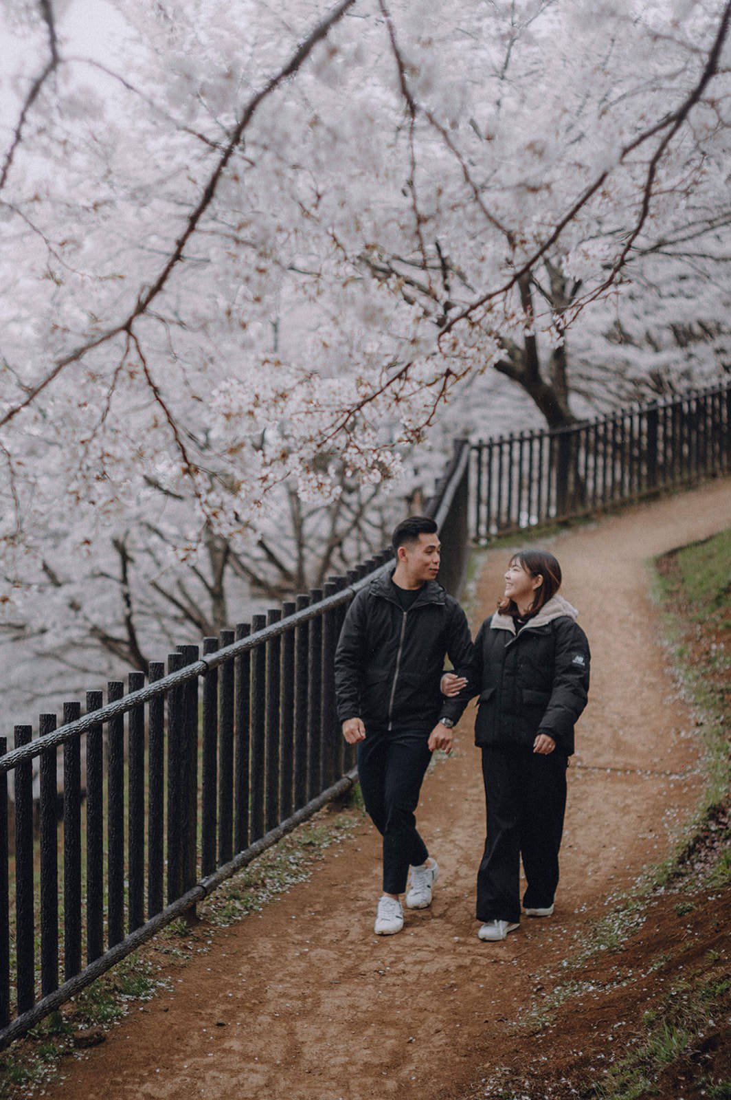 Proposal Kawaguchiko Fuji Chureito Pagoda Cherry Blossoms 15 — Chureito Pagoda, spring morning