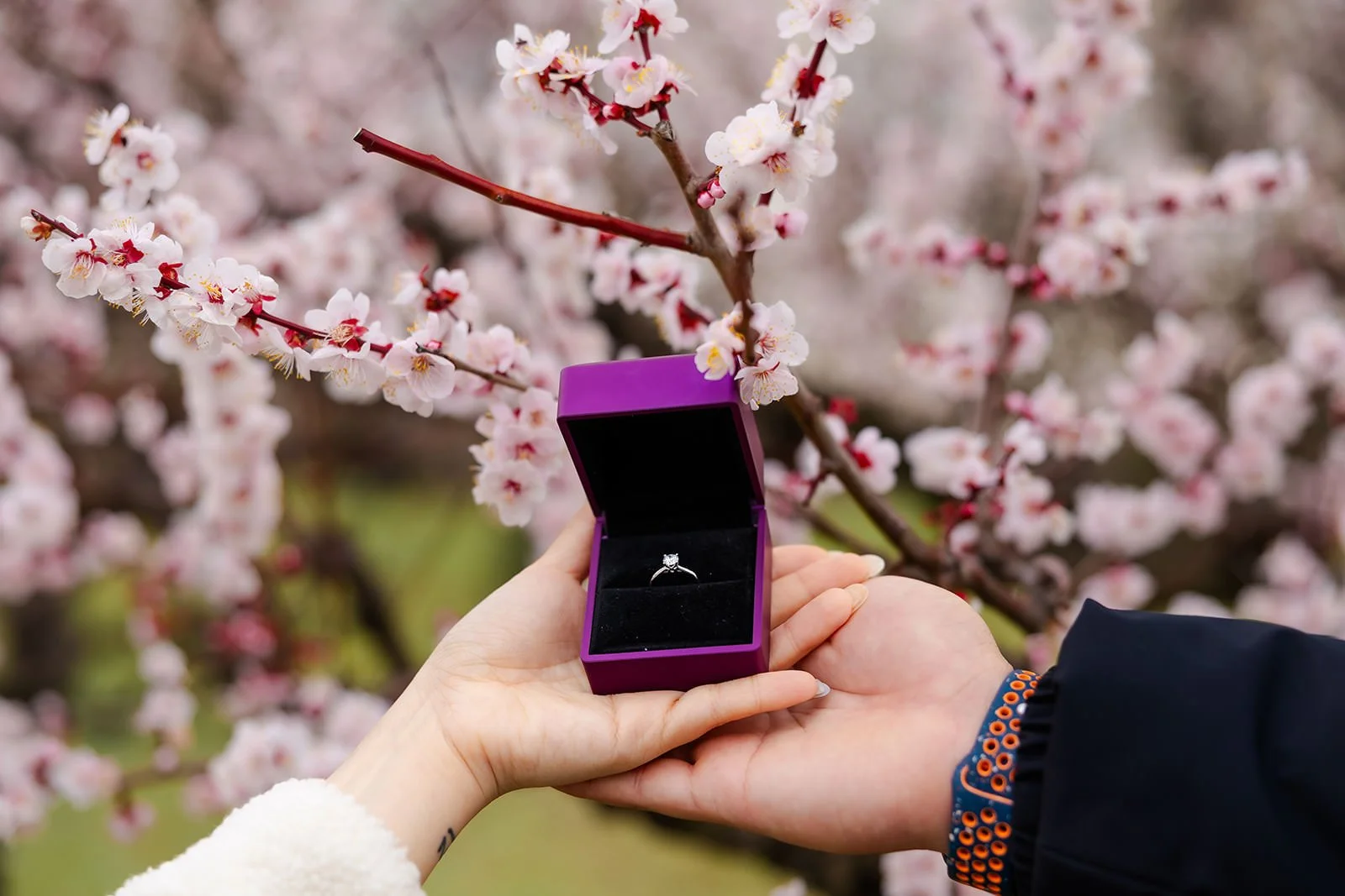 Plum blossom proposal photoshoot at Osaka Castle 28 of 29
