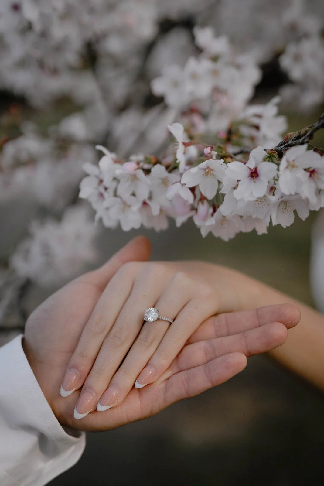 Pre-wedding photoshoot at Cherry Blossoms, Tokyo, photo 23 of 25