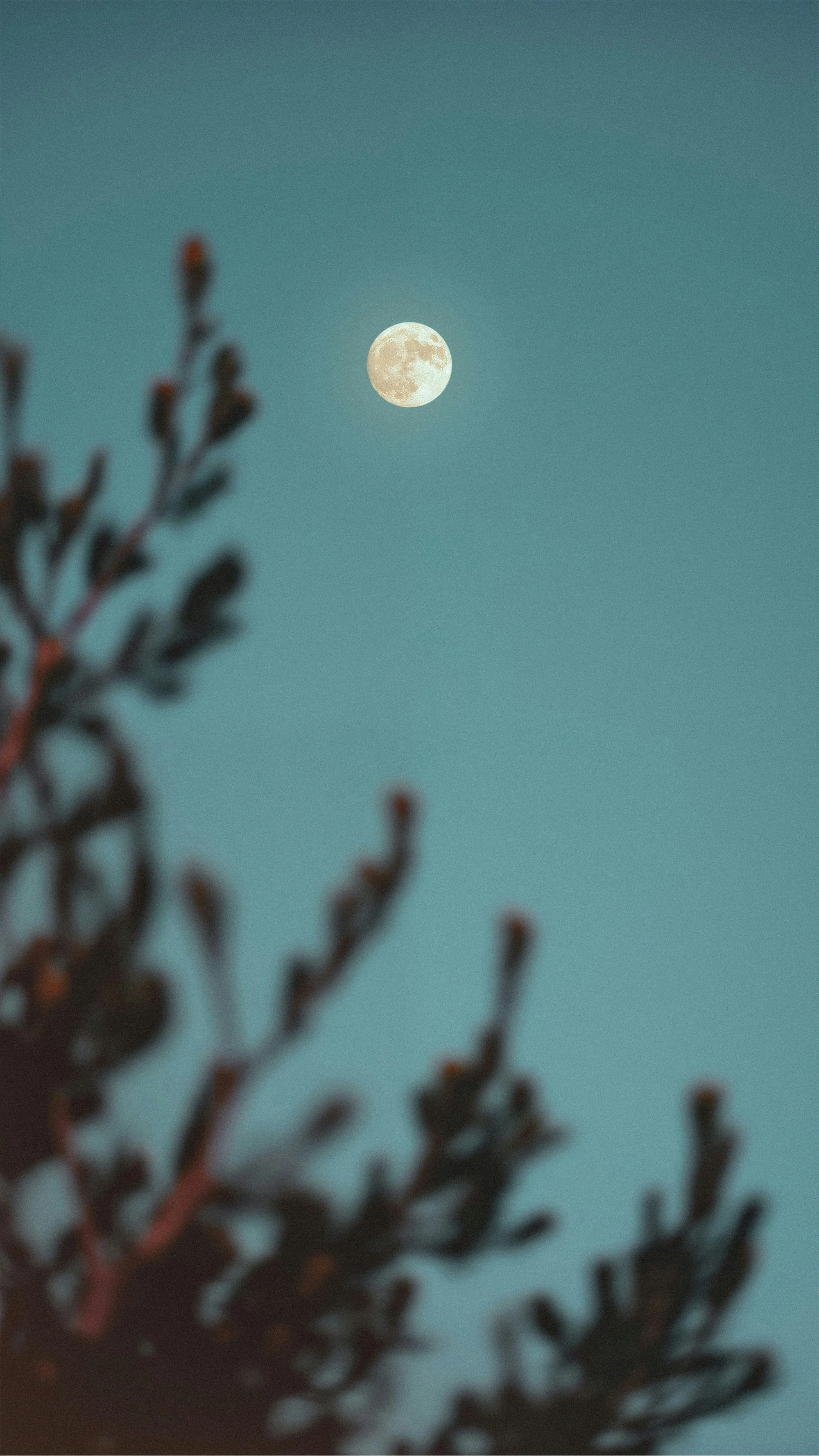 Atelier Pleine Lune en Taureau : Confection d'Huile Rituelle sur Mesure