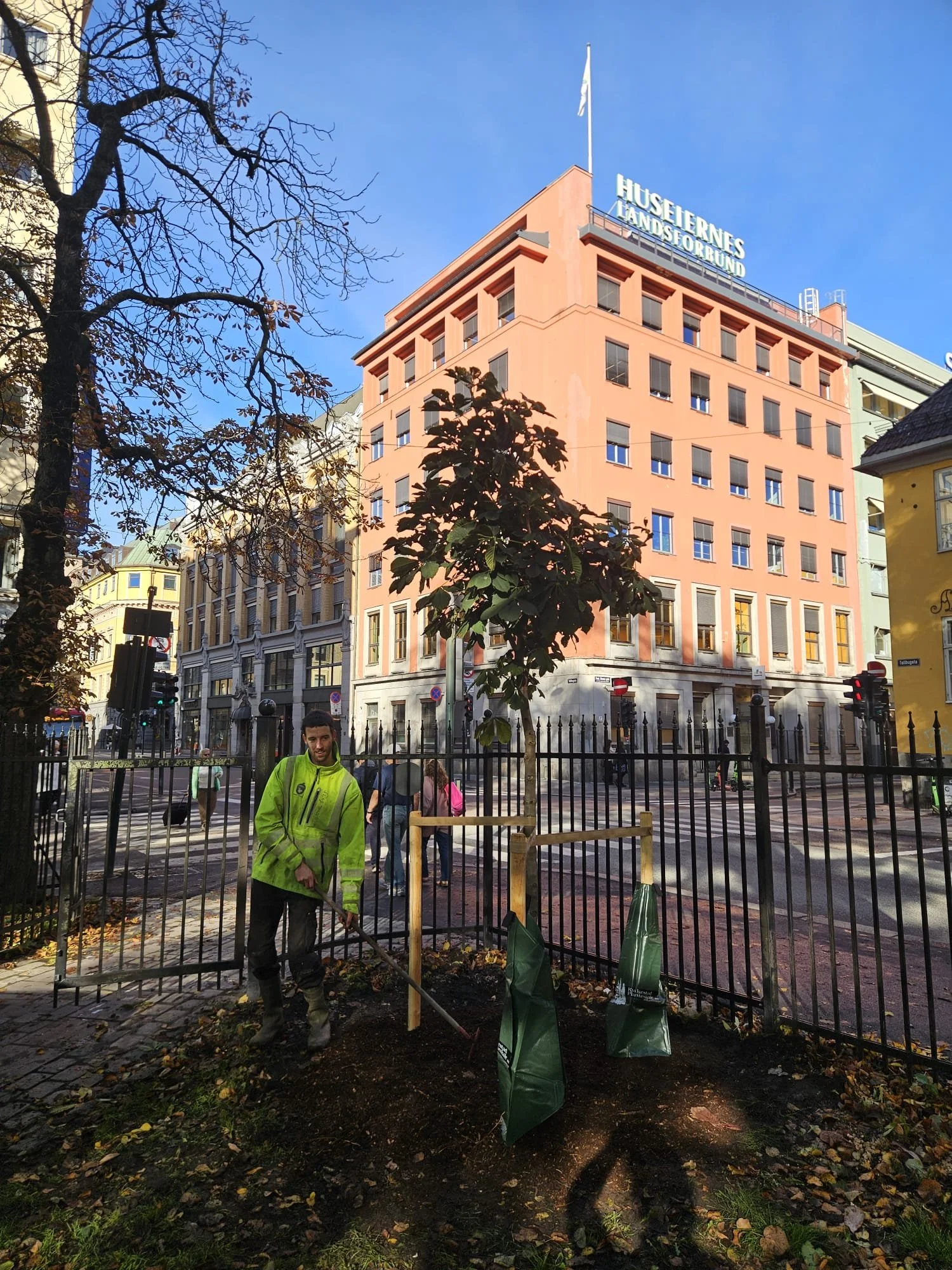 Treplanting oslo