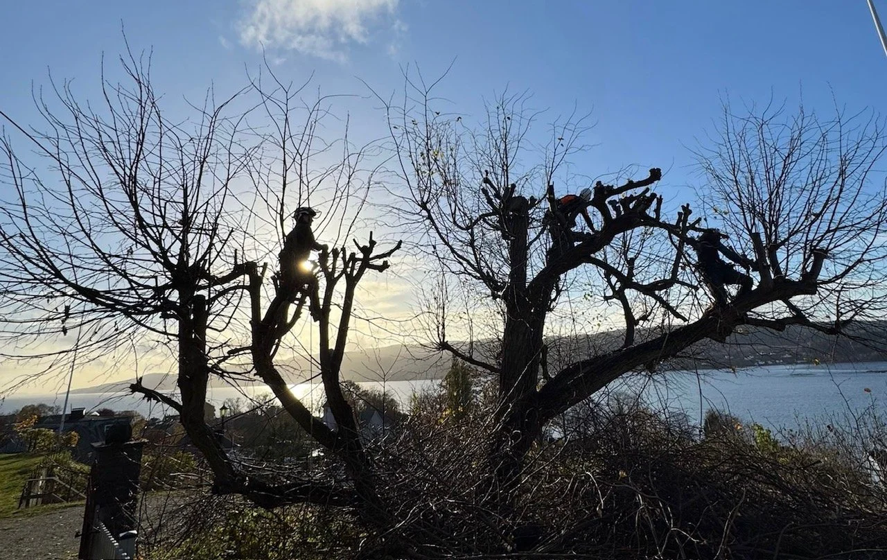 knutekolling trepleie drøbak