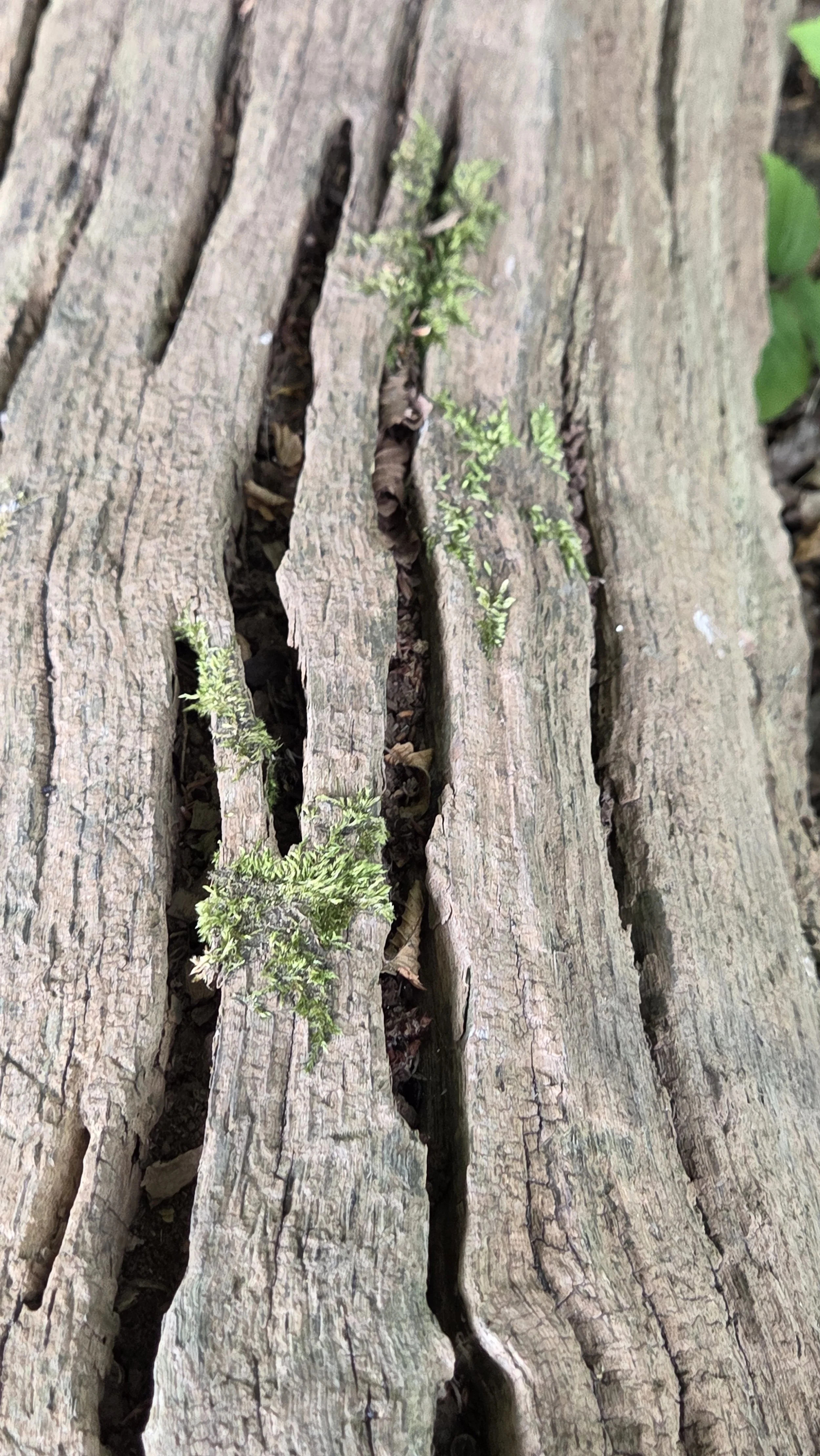 naturtype hul eik trepleie 