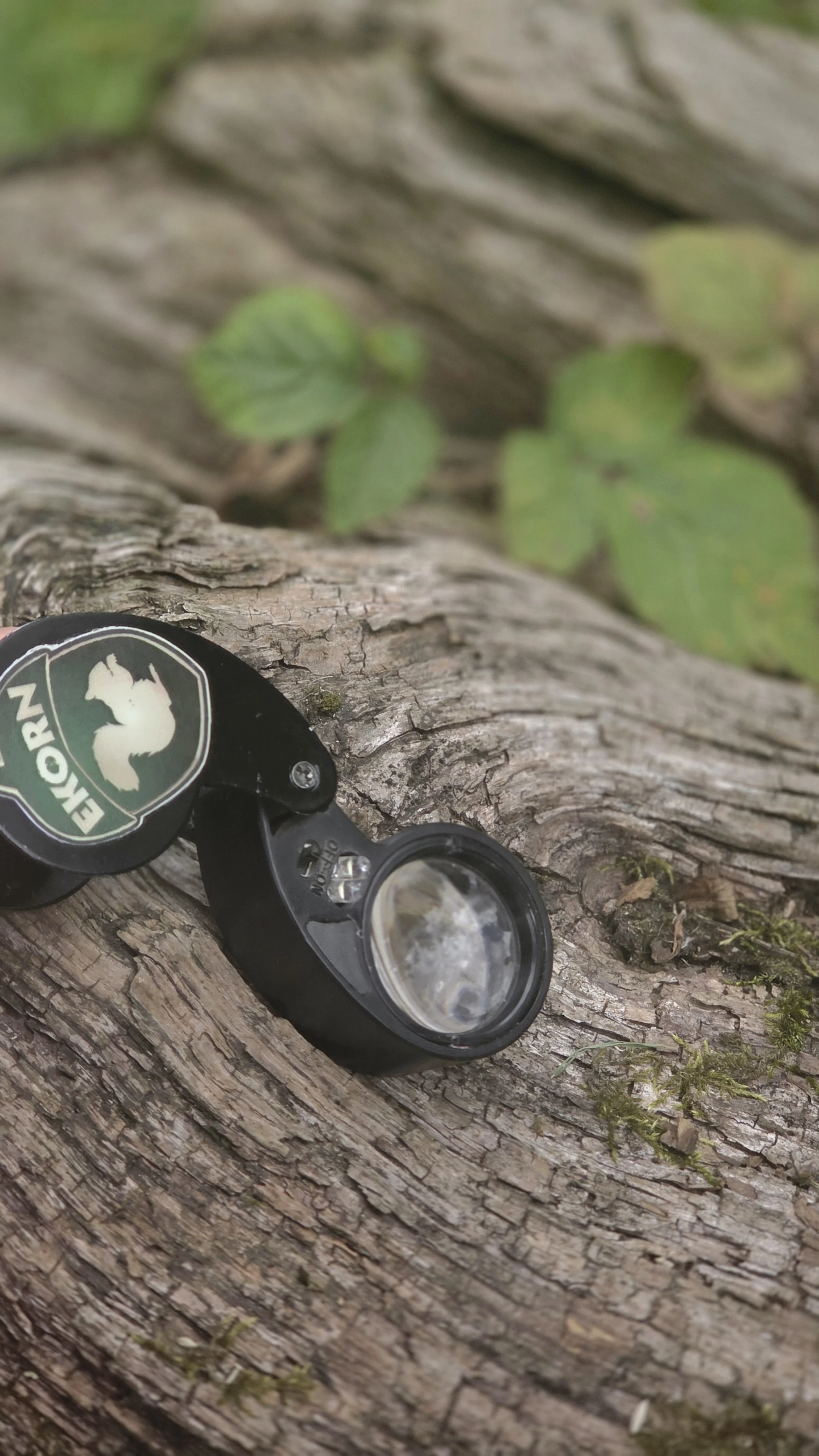 Treinspeksjon naturtype hul eik trepleie