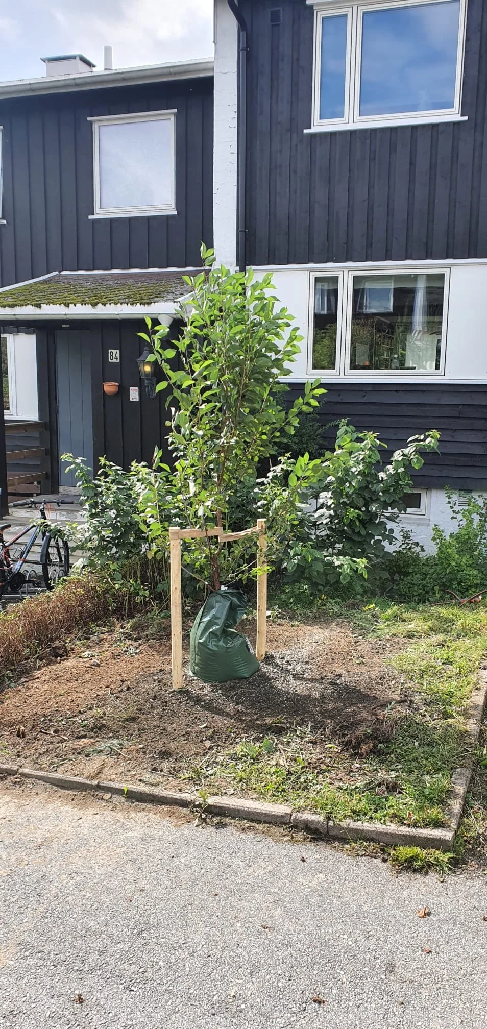 tree planting drøbak