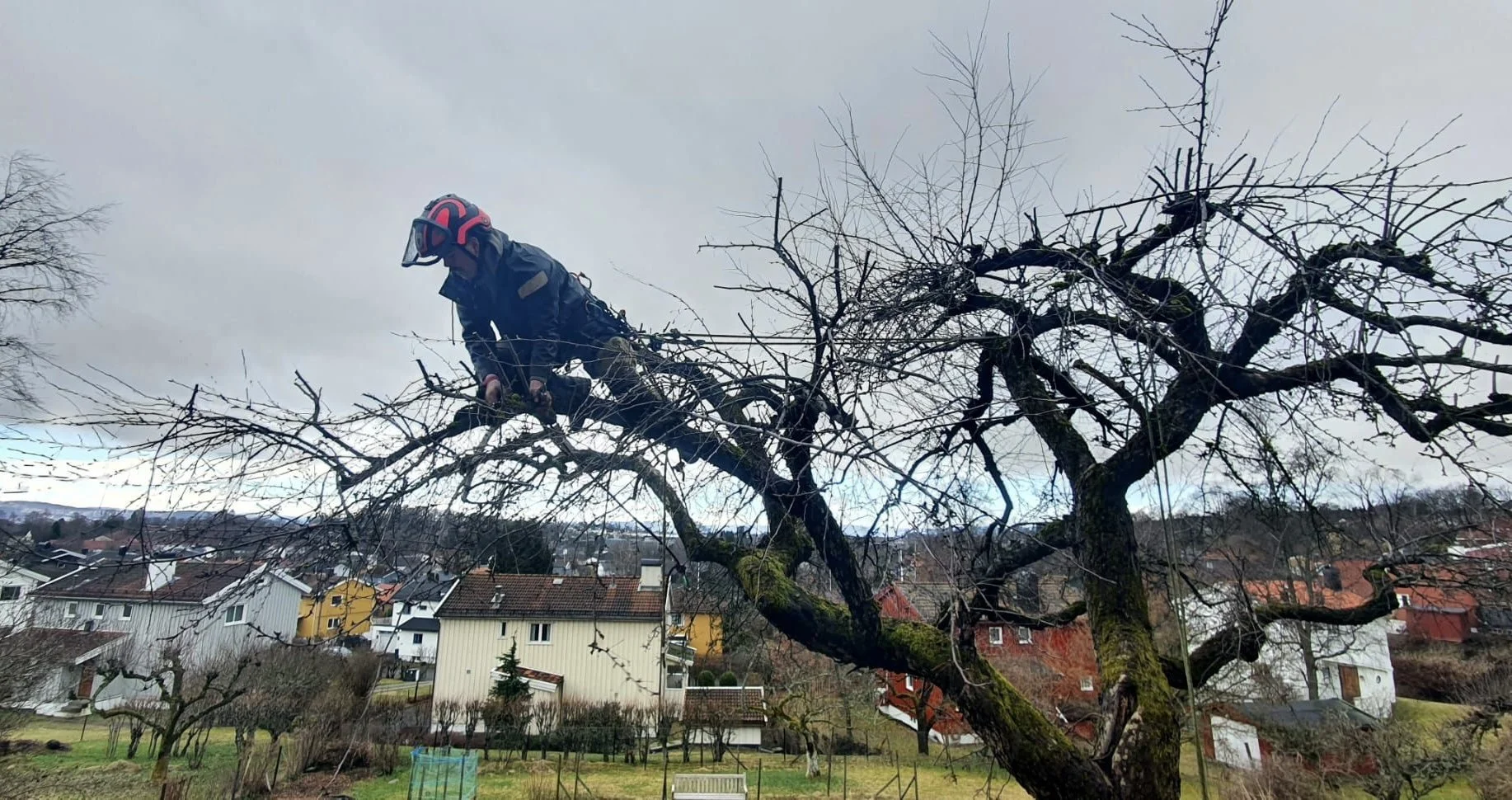 frukt trær beskjæring