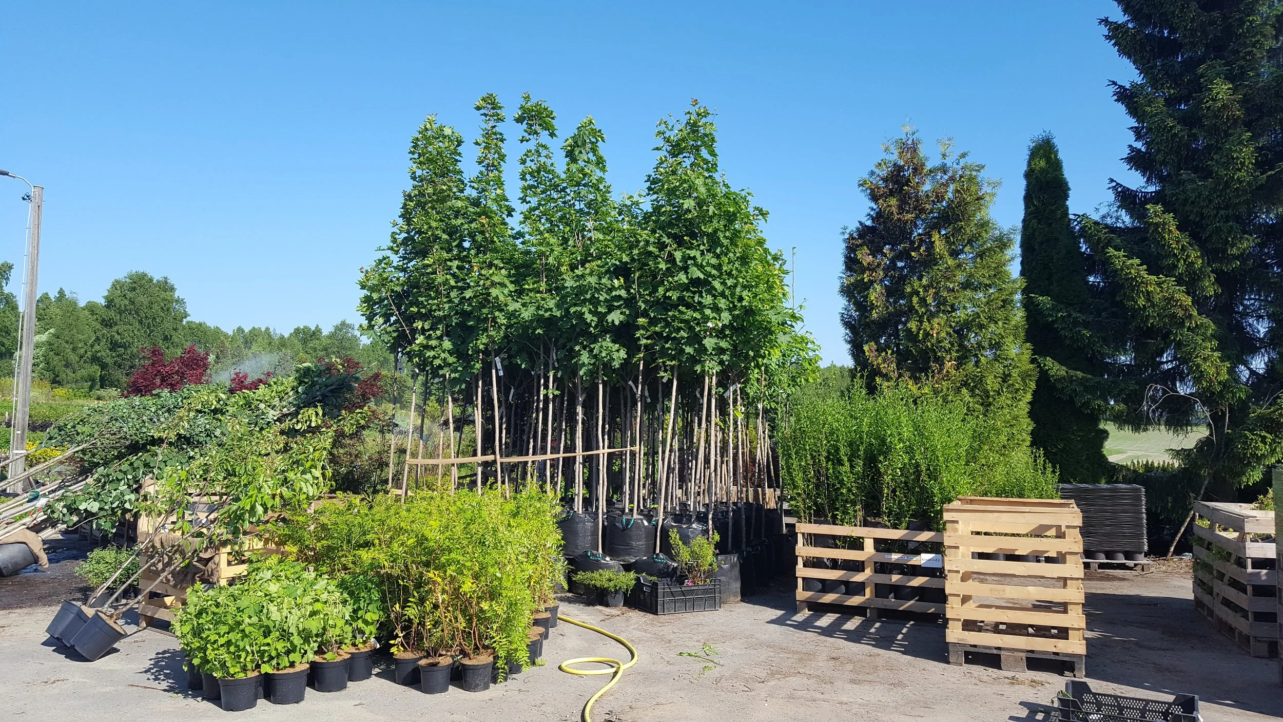 Planting av trær i Oslo og omegn — Ekorn Trepleie Arborist