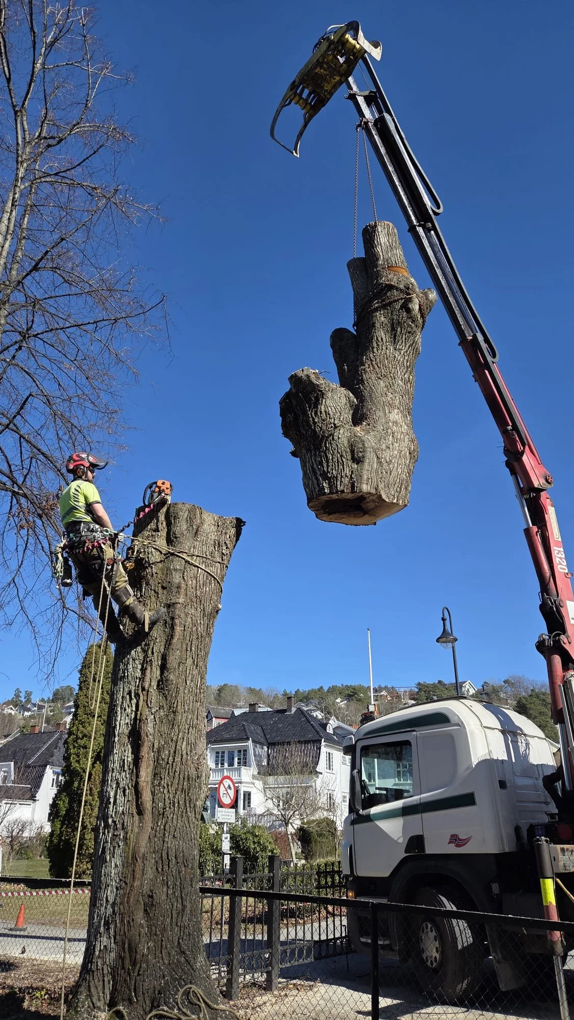 Trefelling drøbak