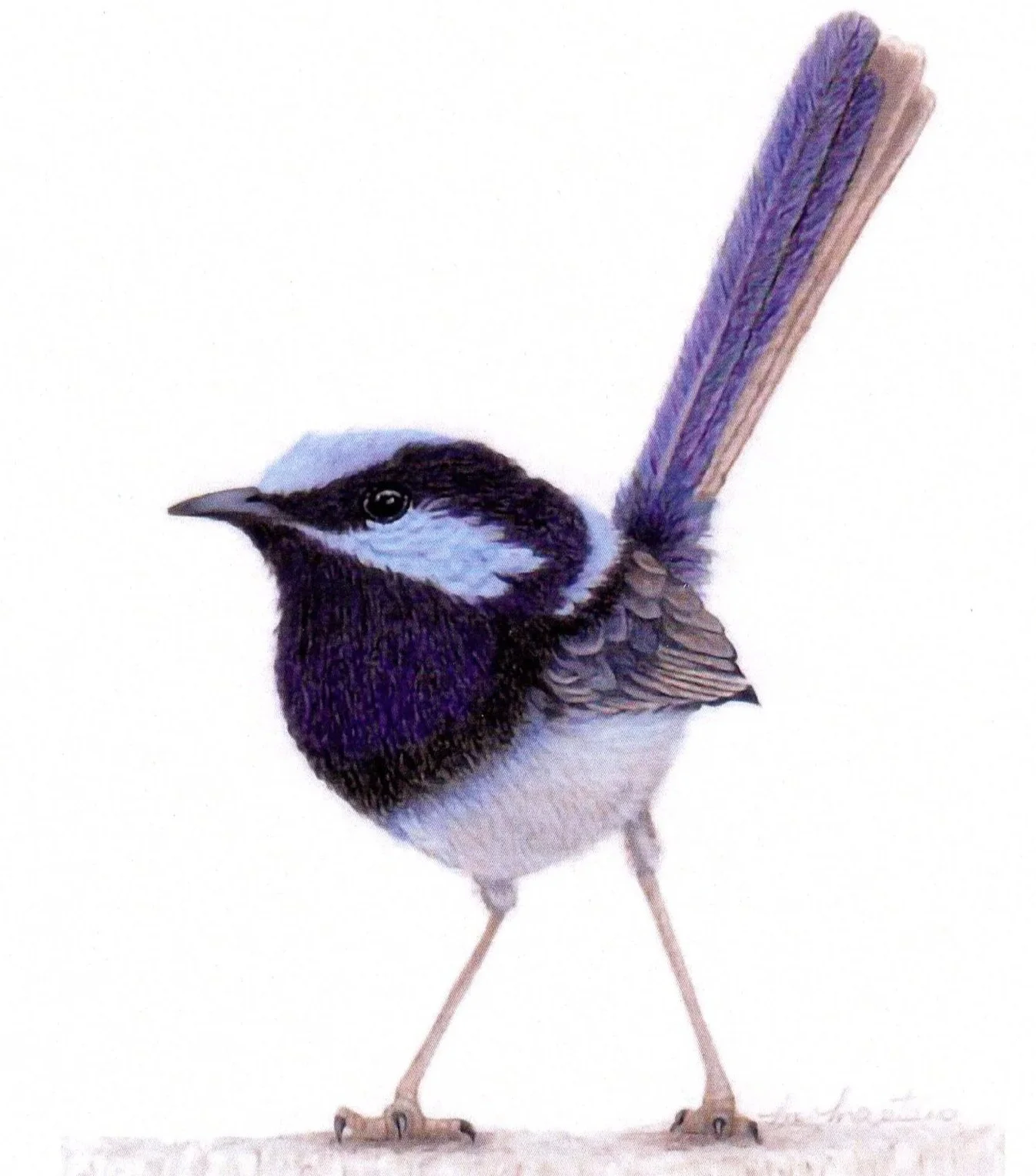 Superb+Fairy-wren.jpg