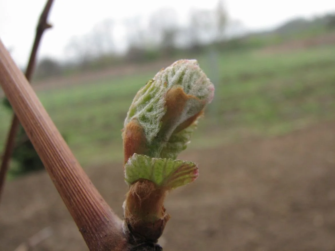 Wiosenne prace na winnicy