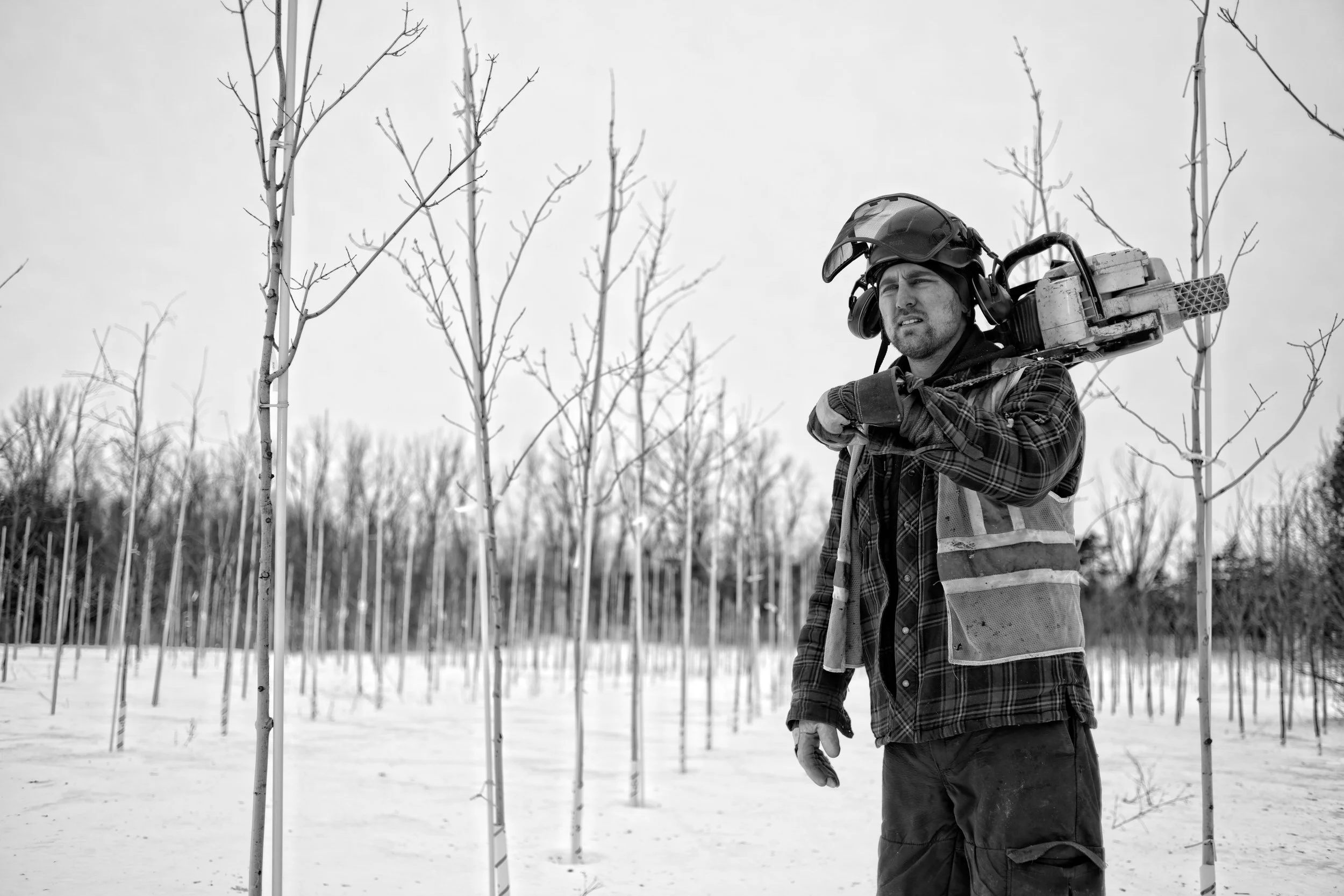 Forestry worker carrying chainsaw on shoulder in snowy orchard