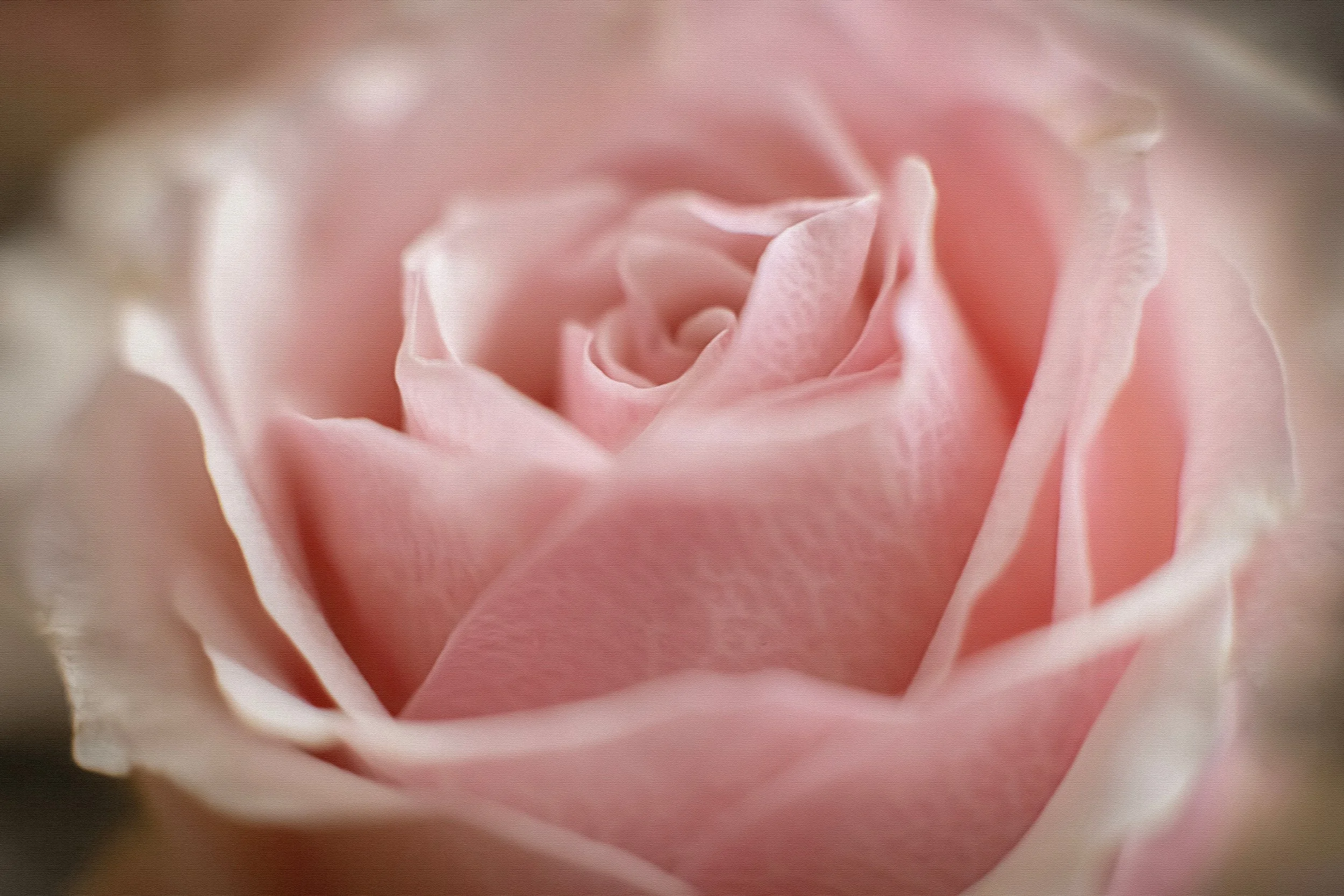 Rose Absolute: The Queen of Flowers in Modern Skincare