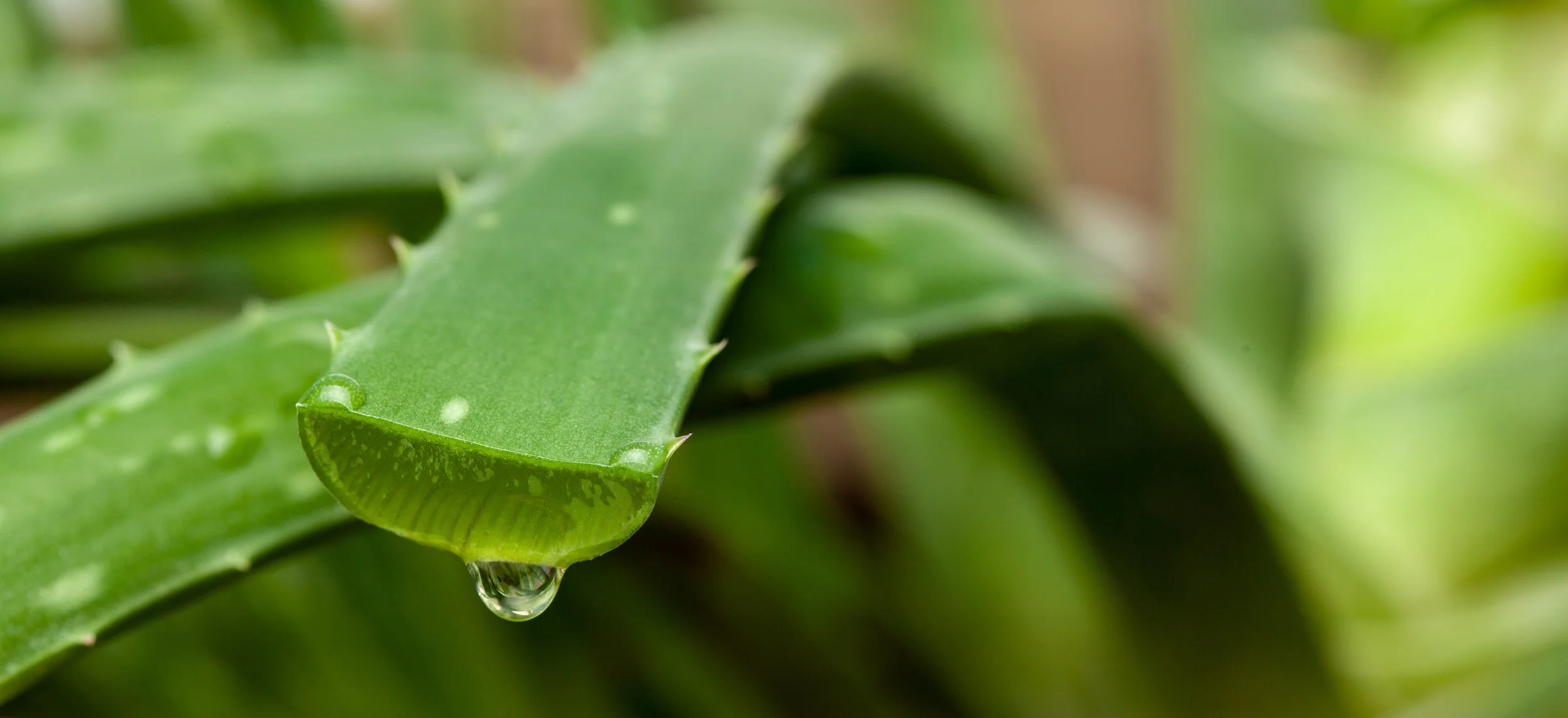 Organic Aloe Vera — Gentle, Soothing Hydration for Every Skin Type