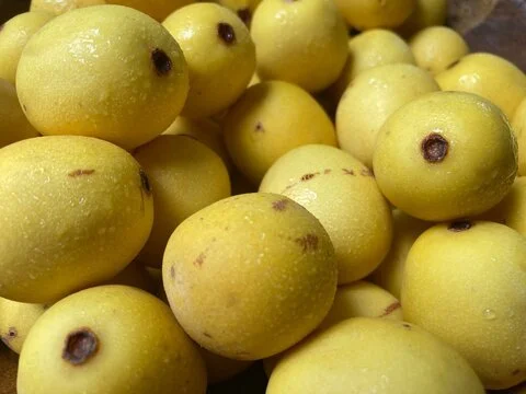 Marula Oil — The Luxurious, Antioxidant-Rich Elixir for Nourished, Radiant Skin