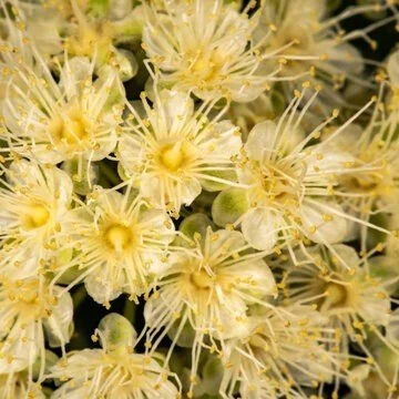 Lemon Myrtle Hydrosol — Refreshing, Balancing, and Uplifting Skincare