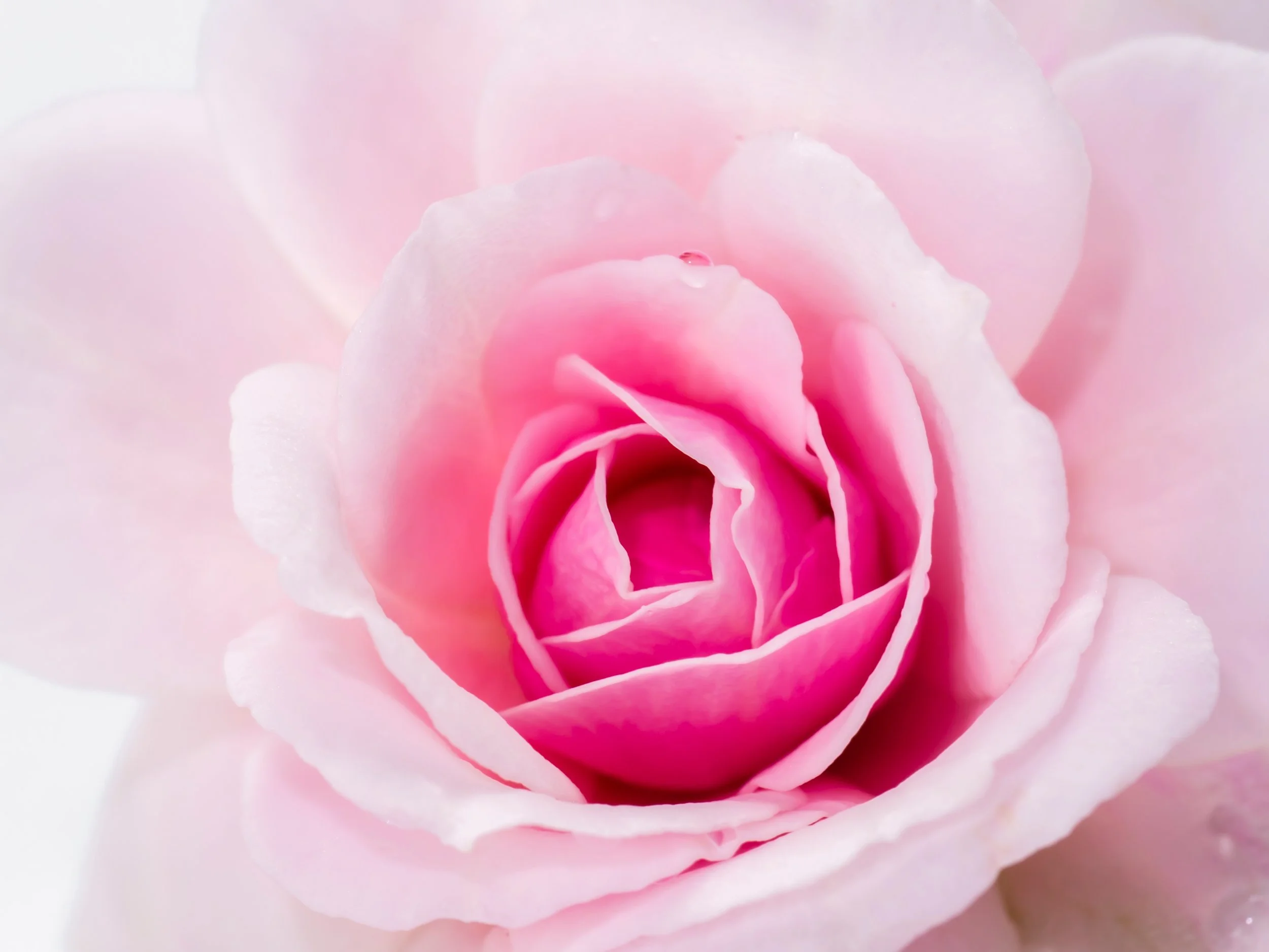 Rose Hydrosol — Gentle Hydration and Radiance for Every Skin Type