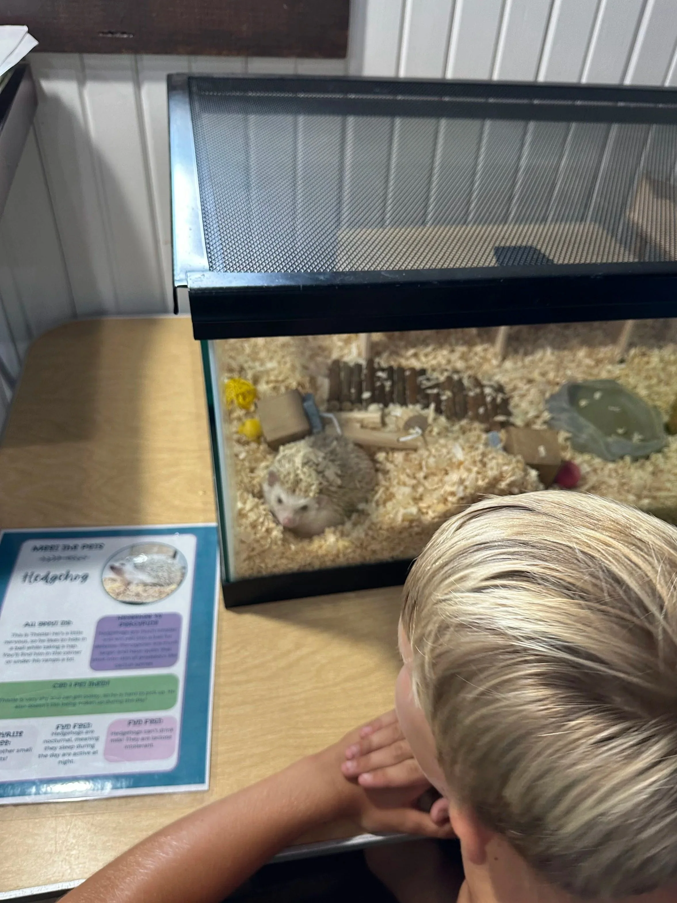 Animal care at MHK Play Studio