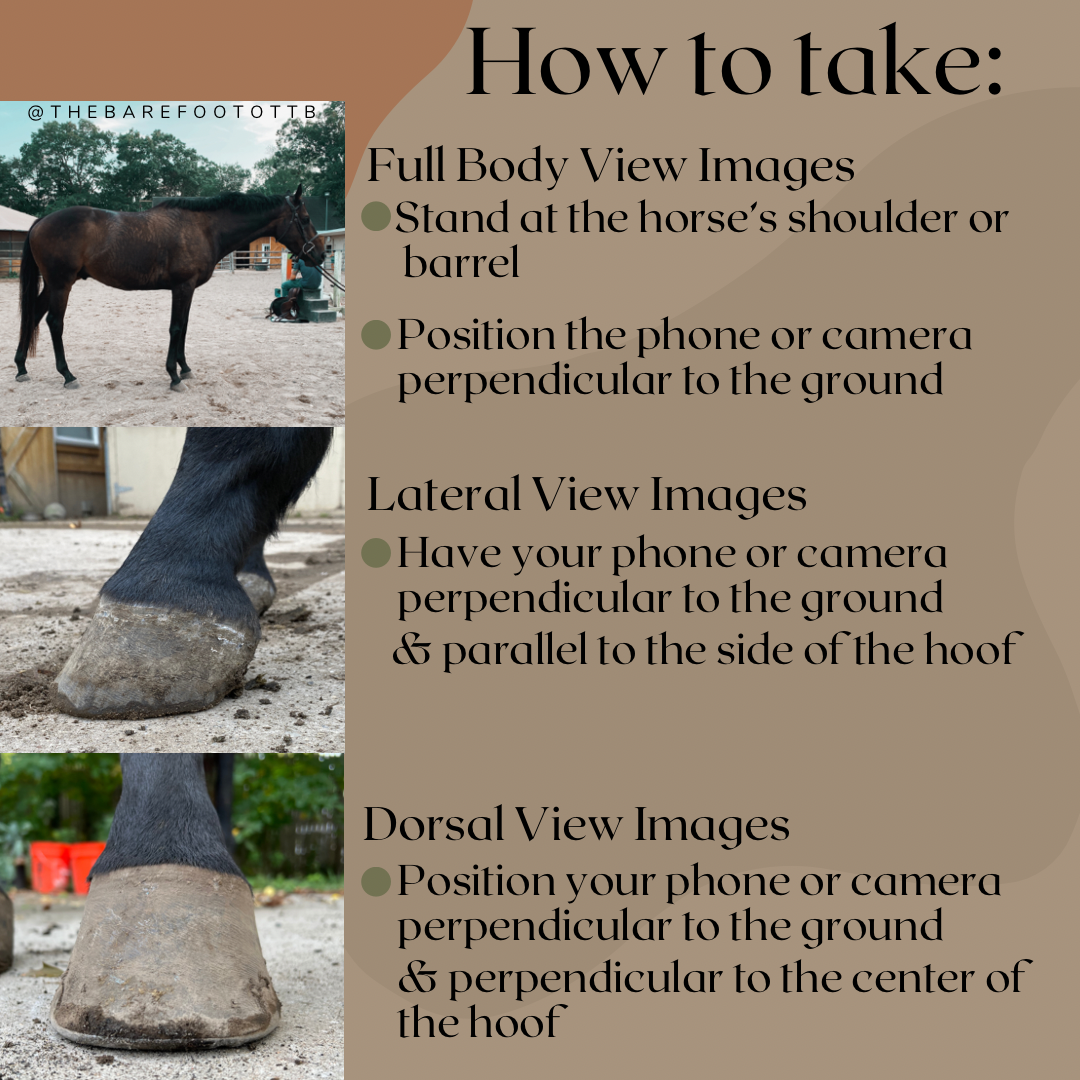 Documenting the Hoof — EquiLogic Horse Care