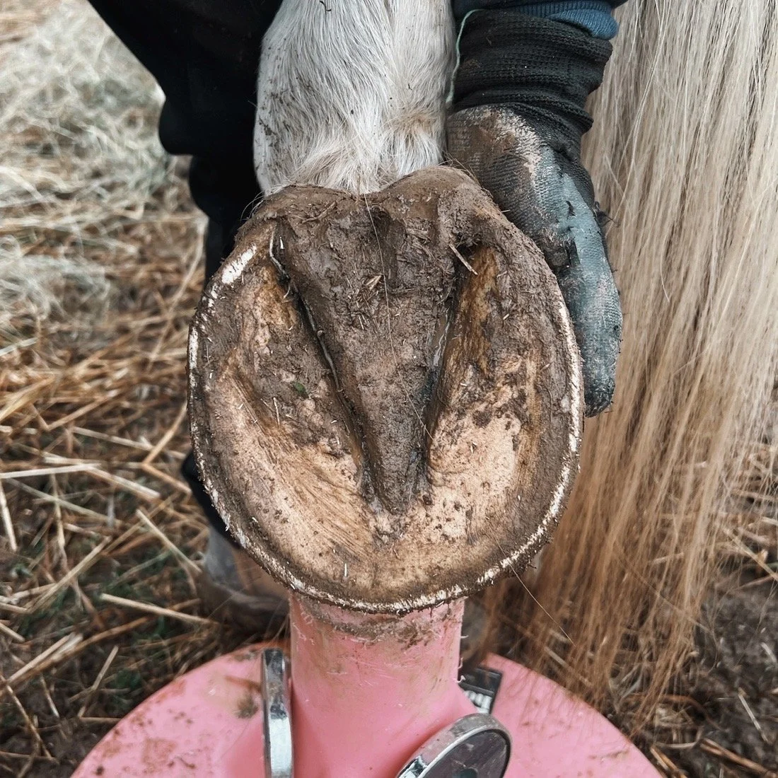 Benefits of Barefoot: Why Natural Hoof Function Matters