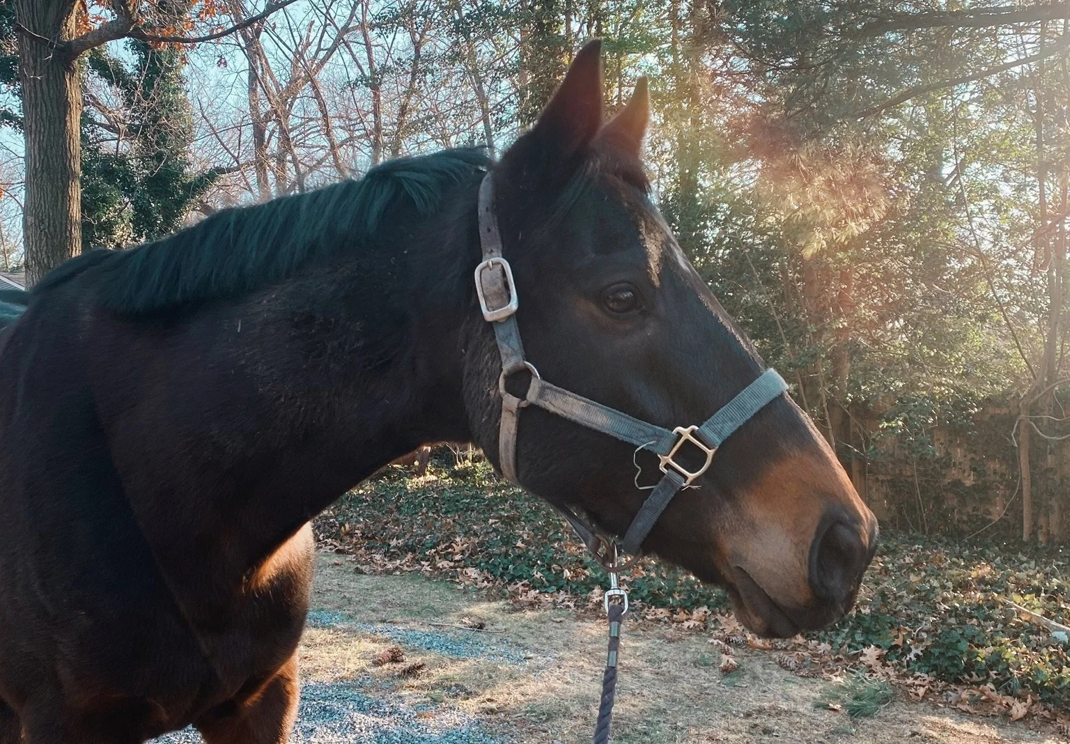 I Took My OTTB Barefoot