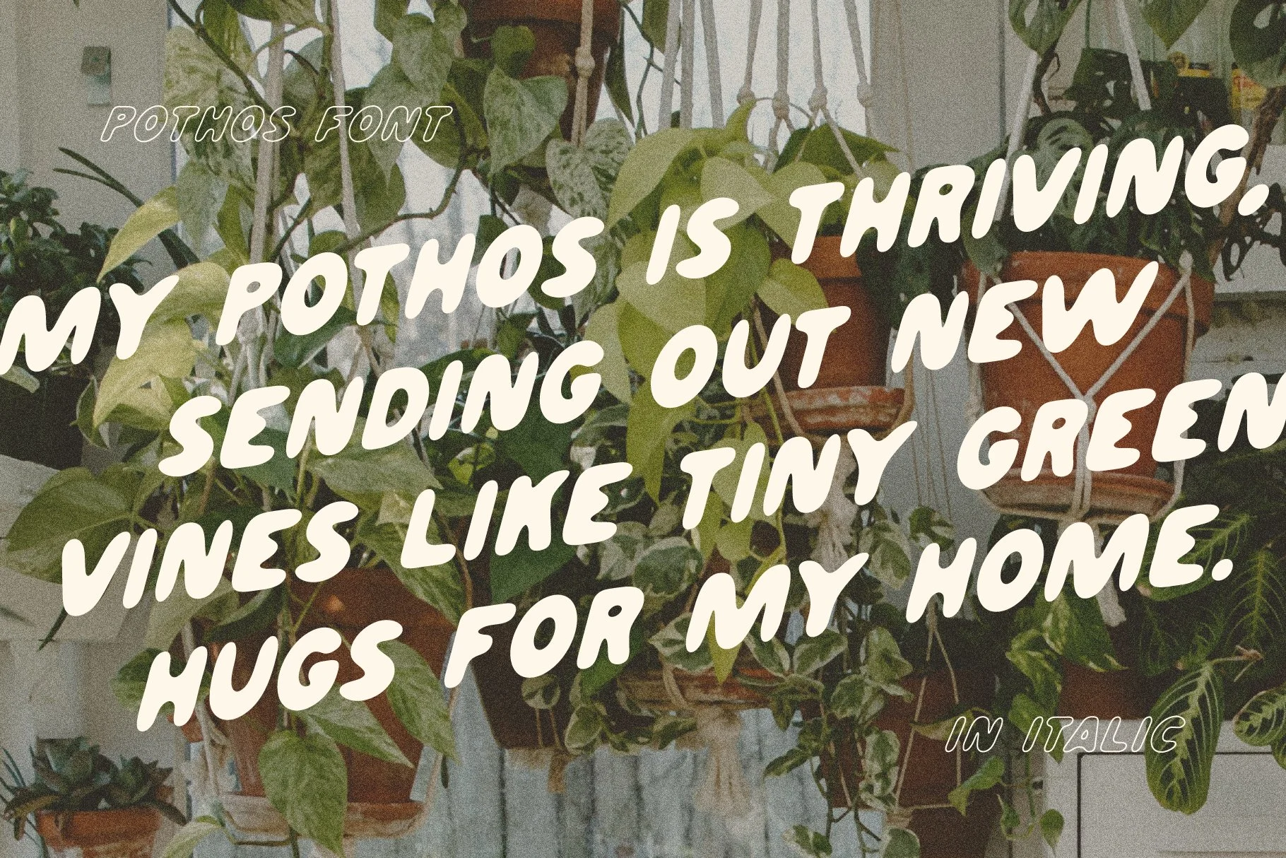 Pothos_font_slides-01.jpg